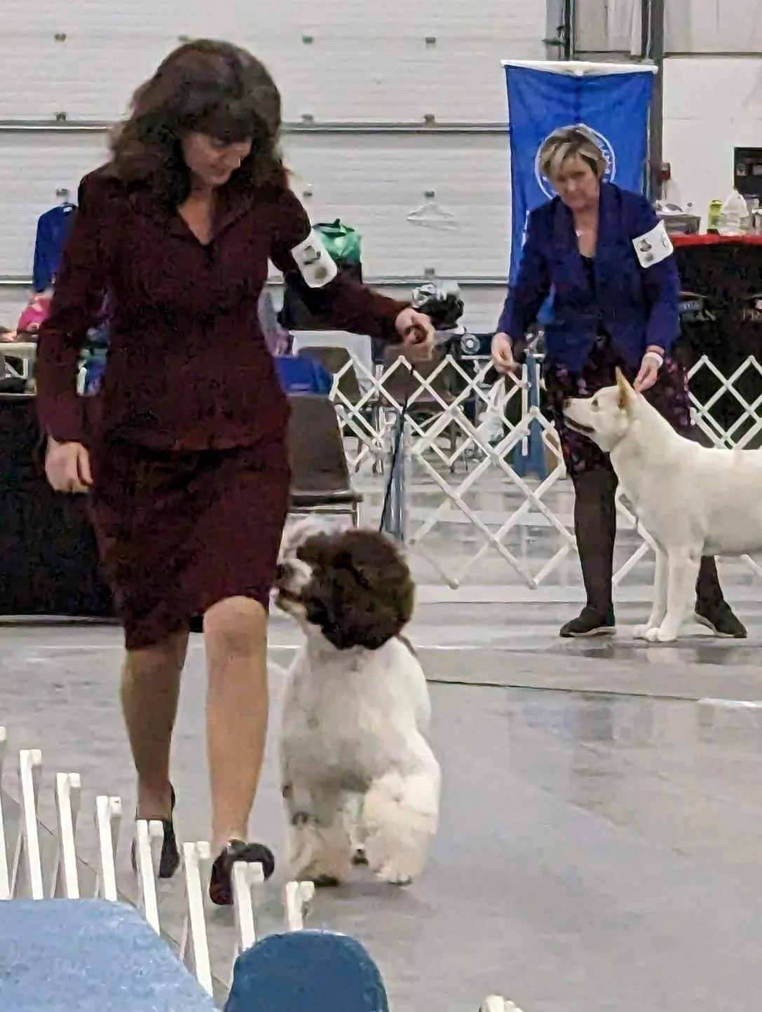 Two women showing dogs in a show ring at a dog competition, with one dog sitting and another standing behind a small white fence.