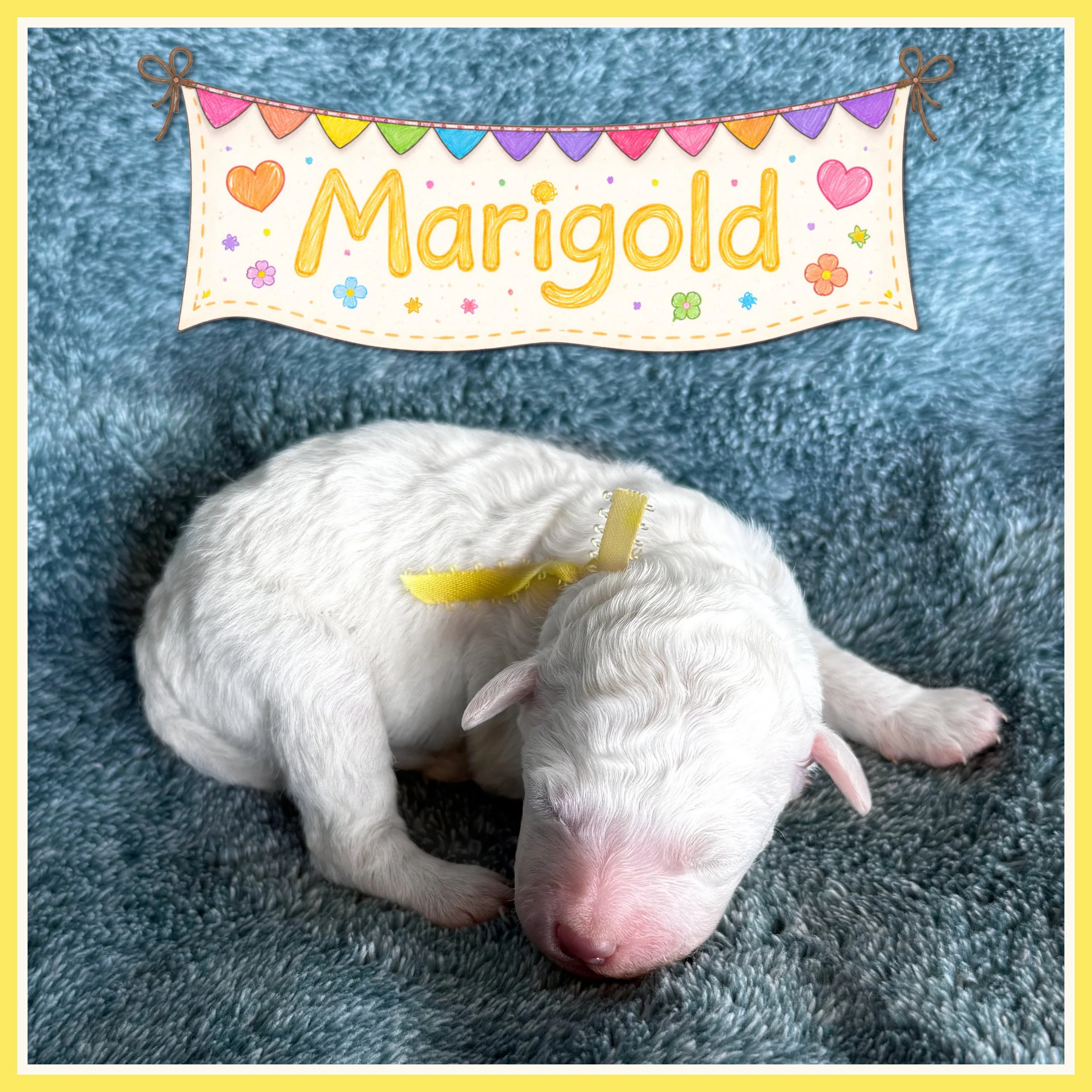Yellow - Marigold - Girl One week old.jpg