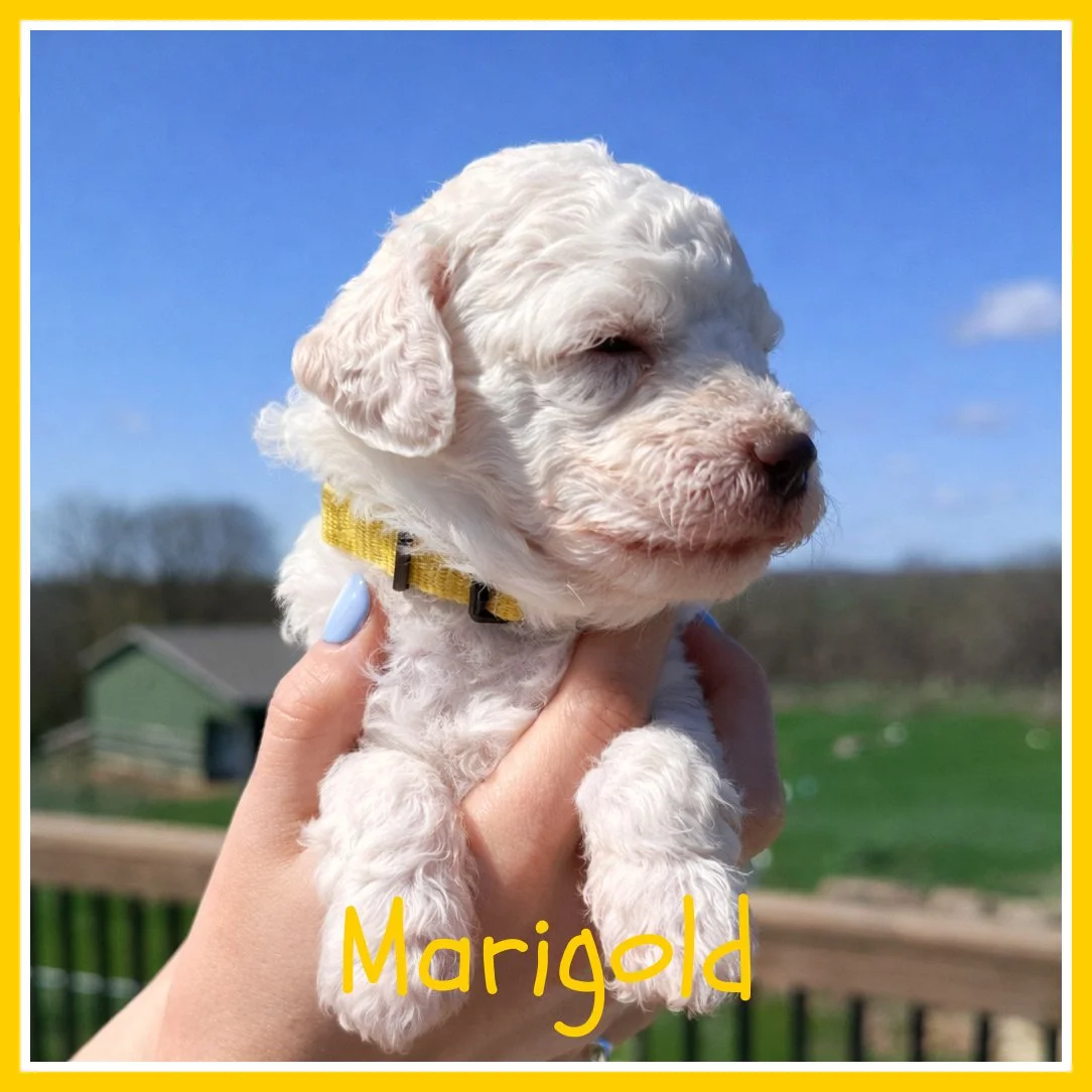 Marigold 3.5 weeks.jpg