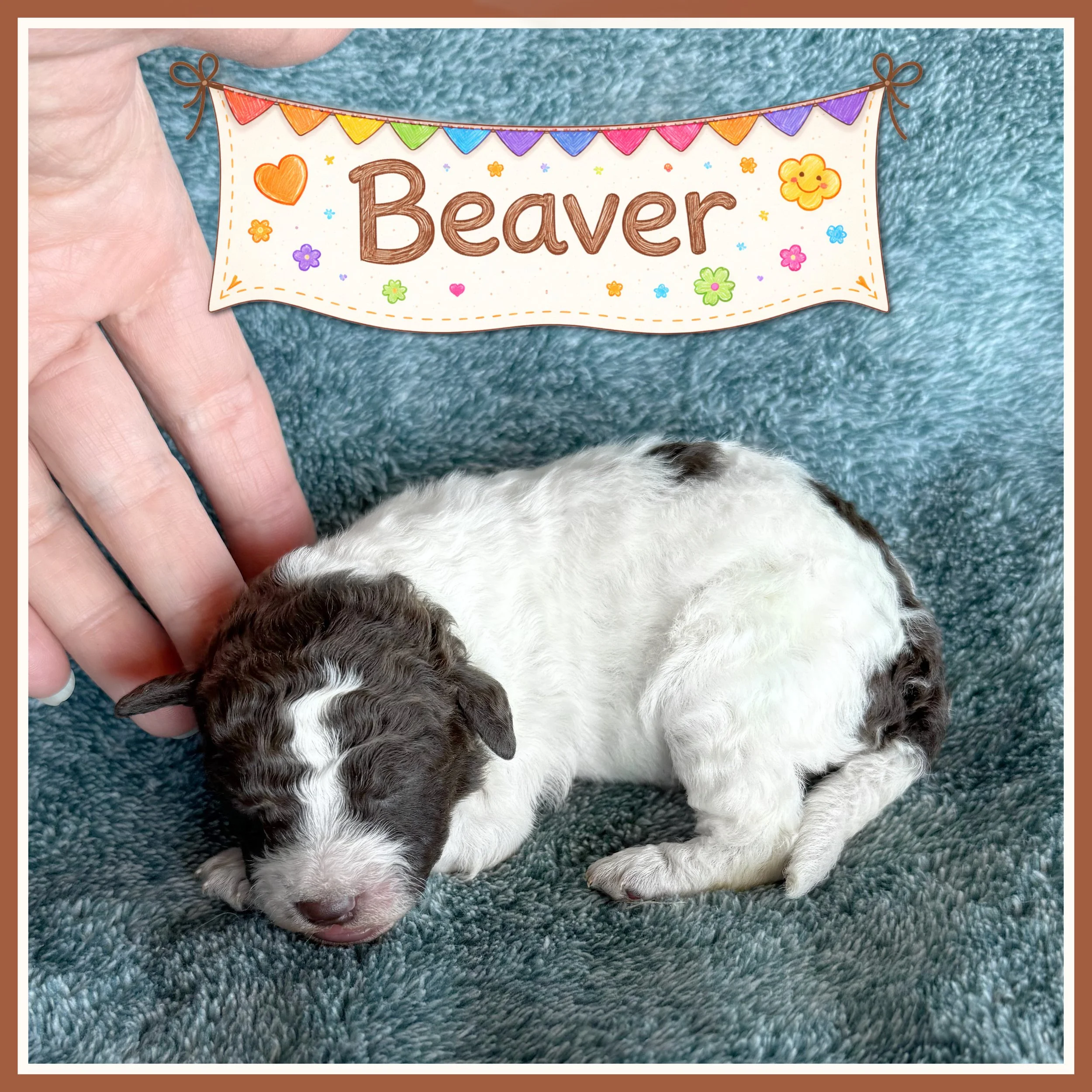 Brown - Beaver - Boy one week old.jpg