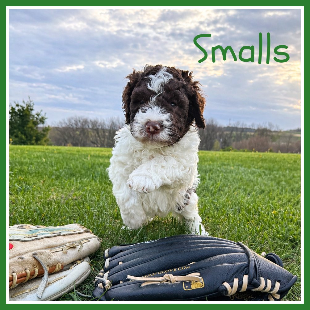 Smalls 5 weeks old.jpg