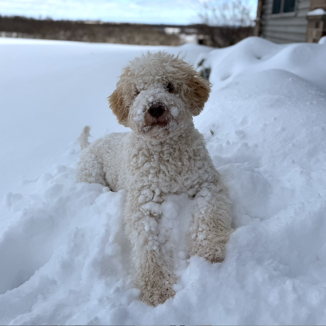 Giene Keyes Percy 1.png