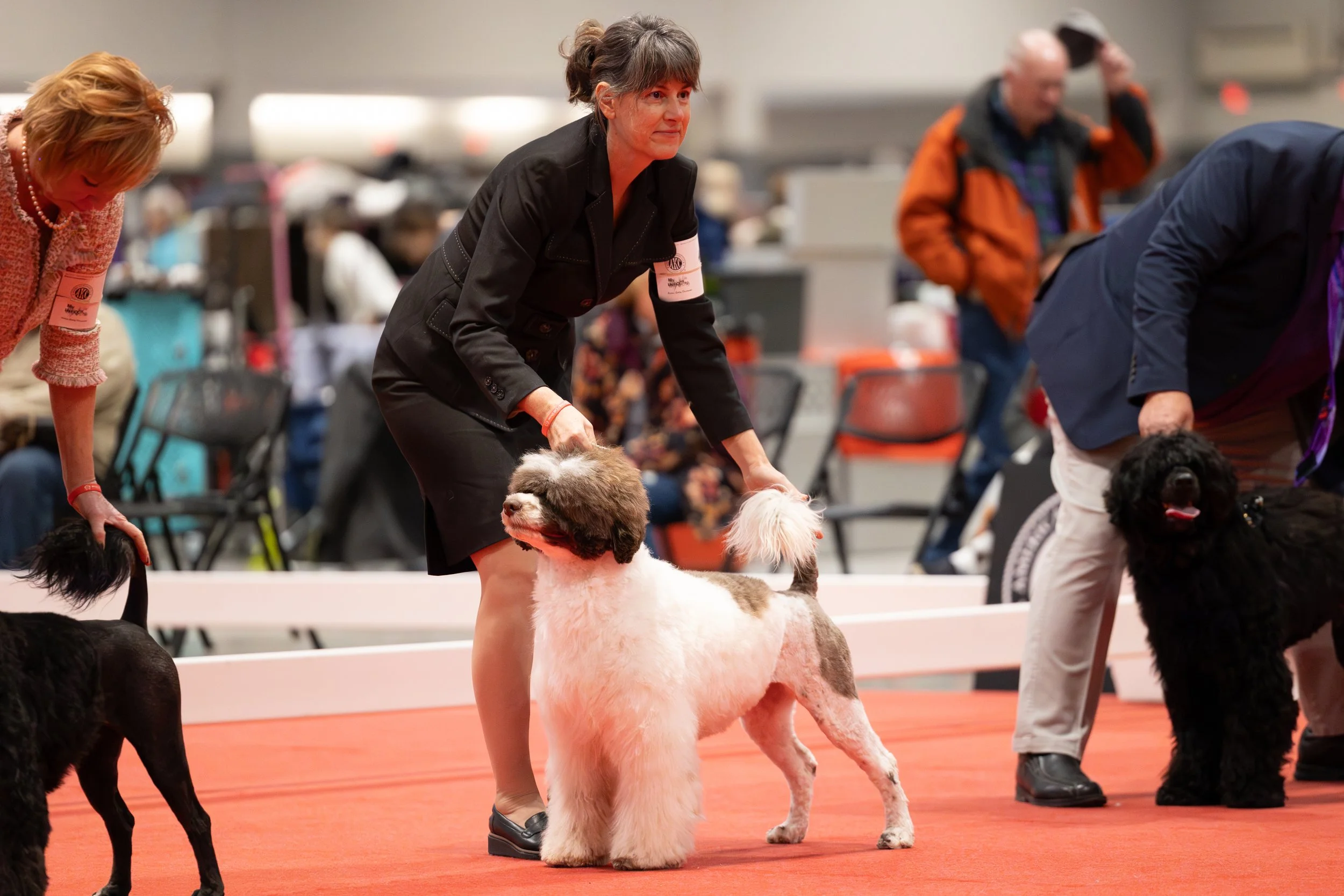 People handling dogs at a dog show competition.
