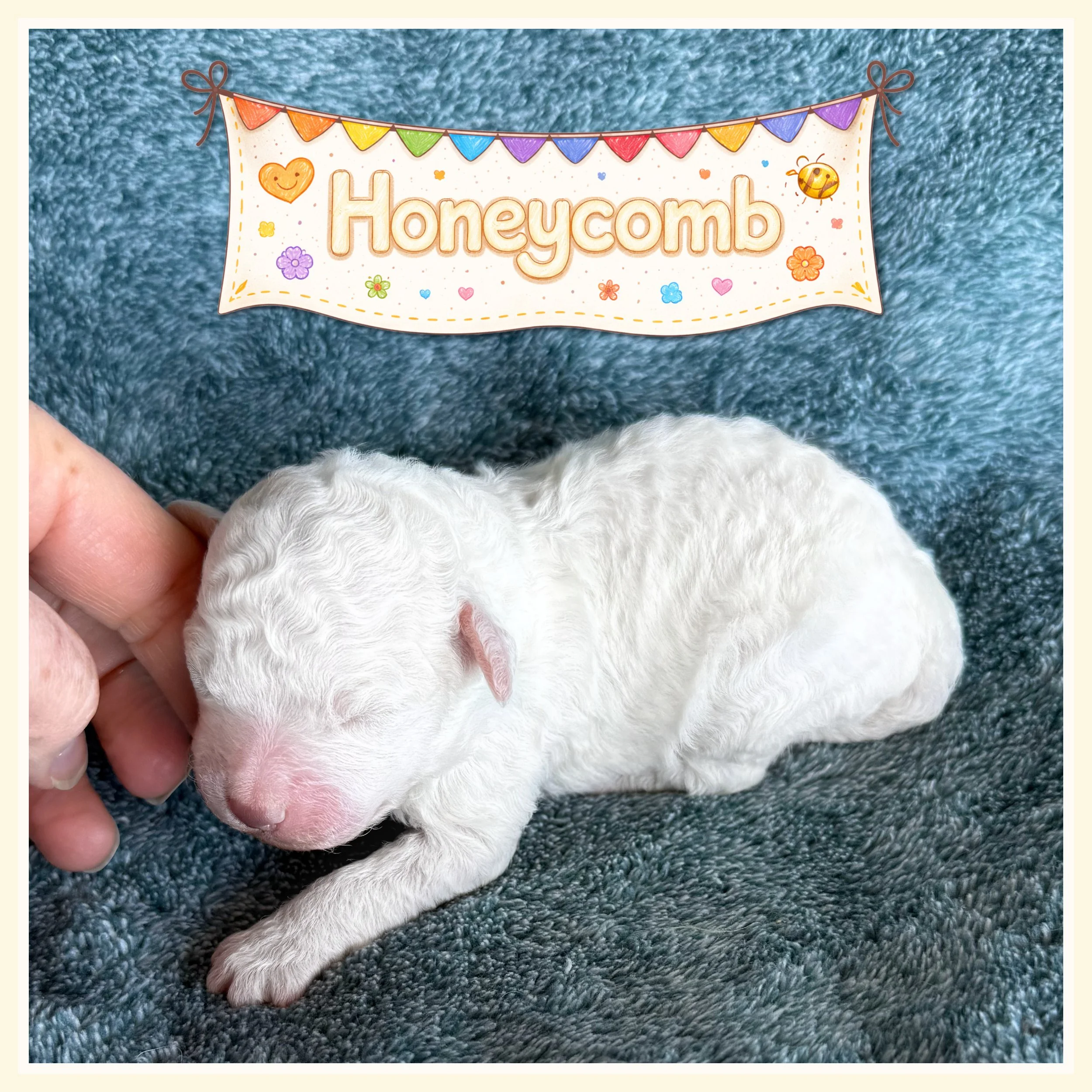 Cream - Honeycomb girl one week old.jpg
