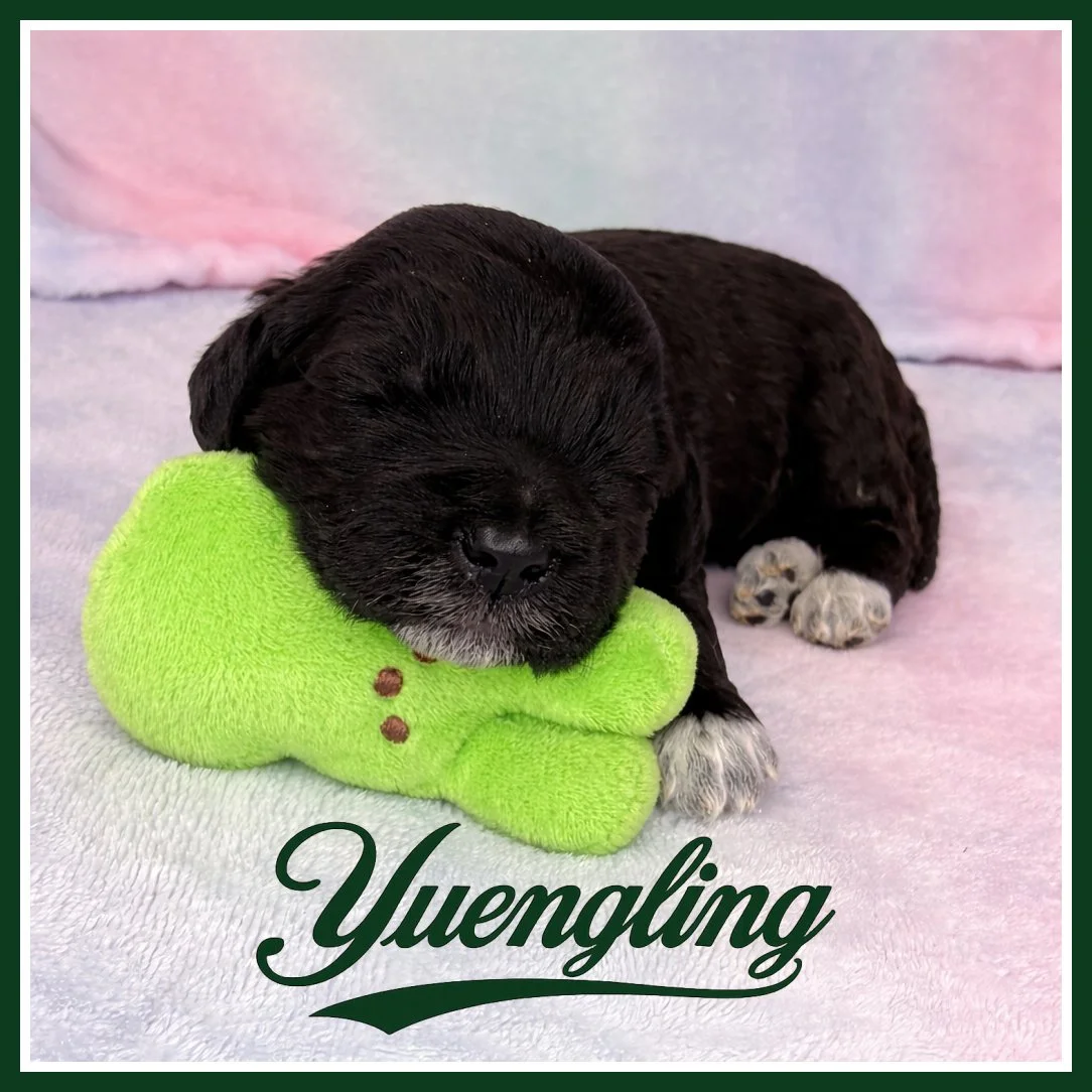 Yuengling 2 weeks old.jpg