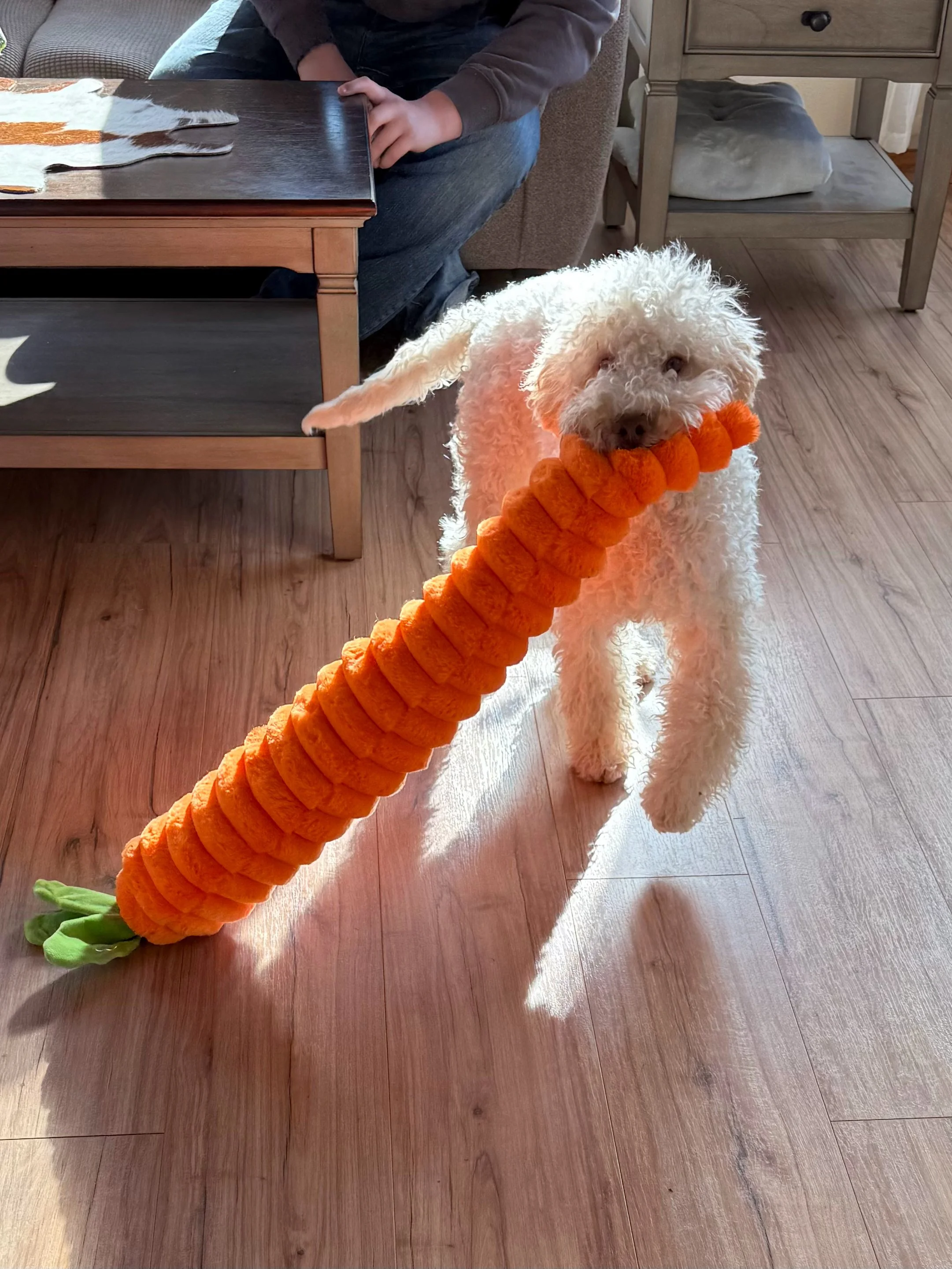 Moon Dog Training Shaping Exercises Percy with his carrot.jpg