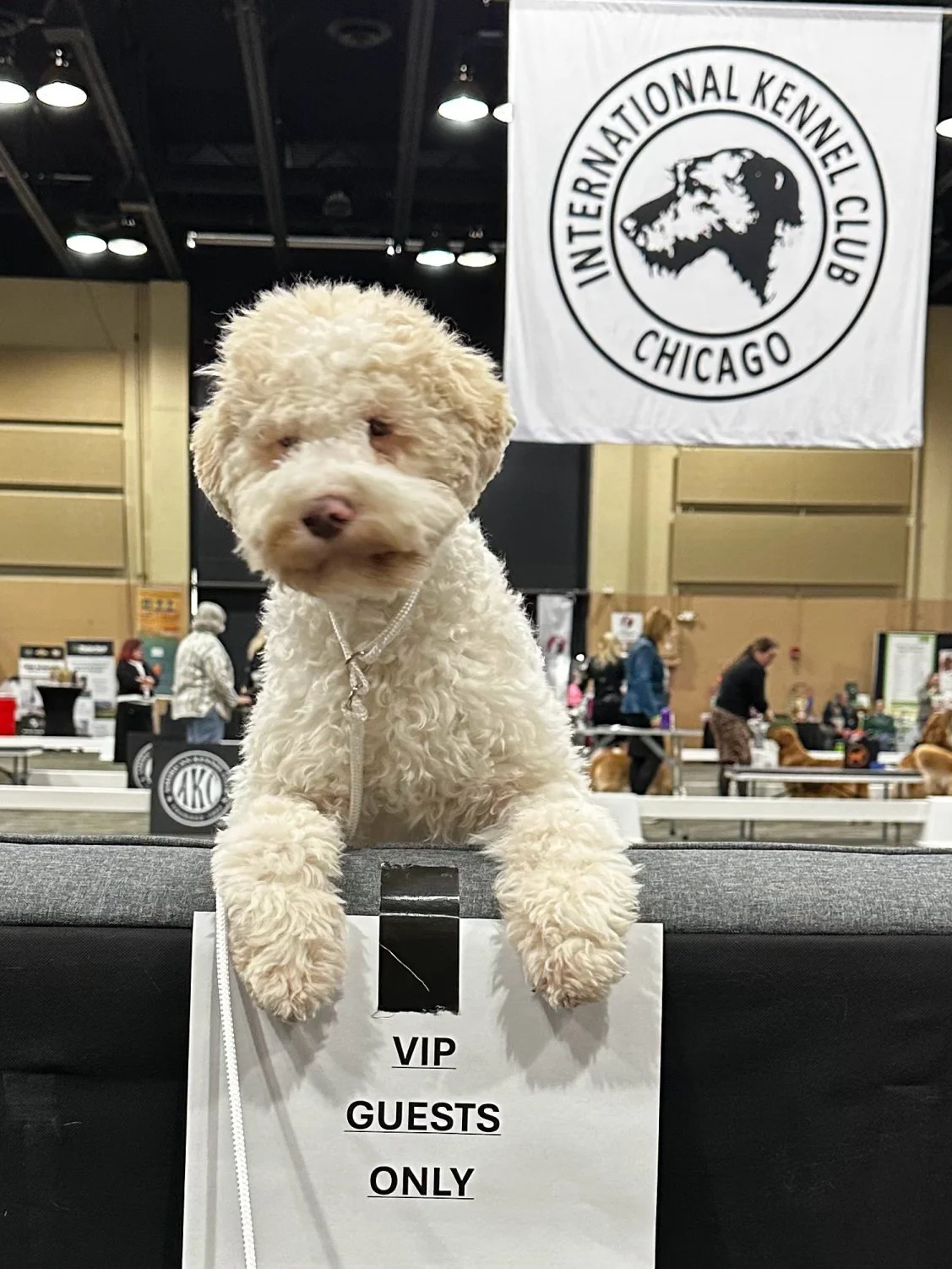 Clover VIP Lagotto Breeder Wisconsin.jpg
