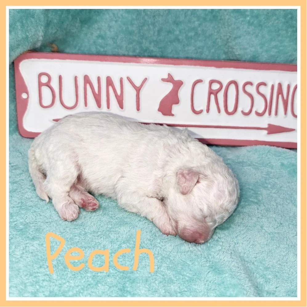 Peach - Peach 2 weeks old.jpg
