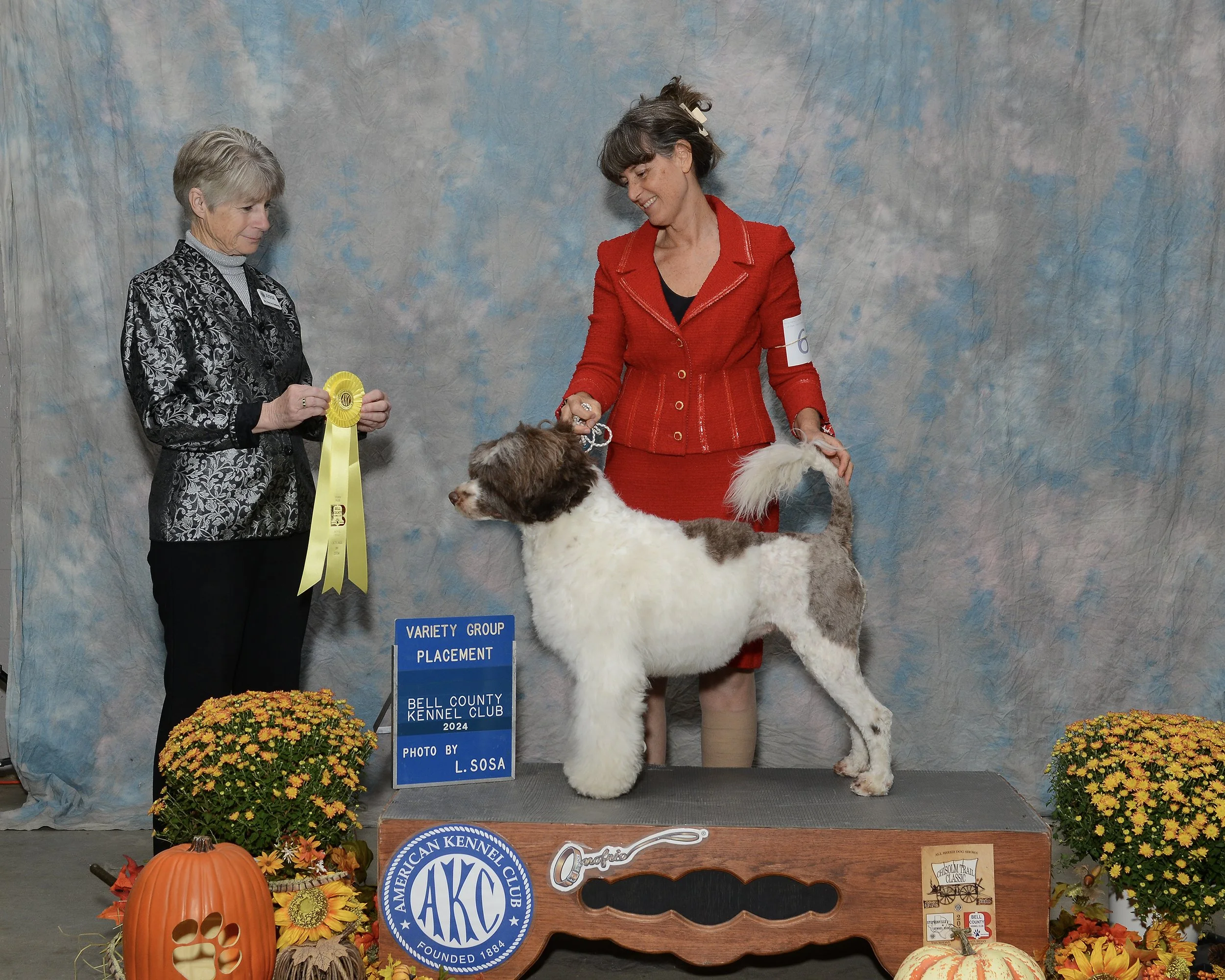 A woman in a red jacket and a woman in a black patterned jacket are at a dog show, presenting a large fluffy dog on a platform decorated with pumpkins and flowers. The dog has a white and brown coat, and the woman in red holds its tail. There is a bl