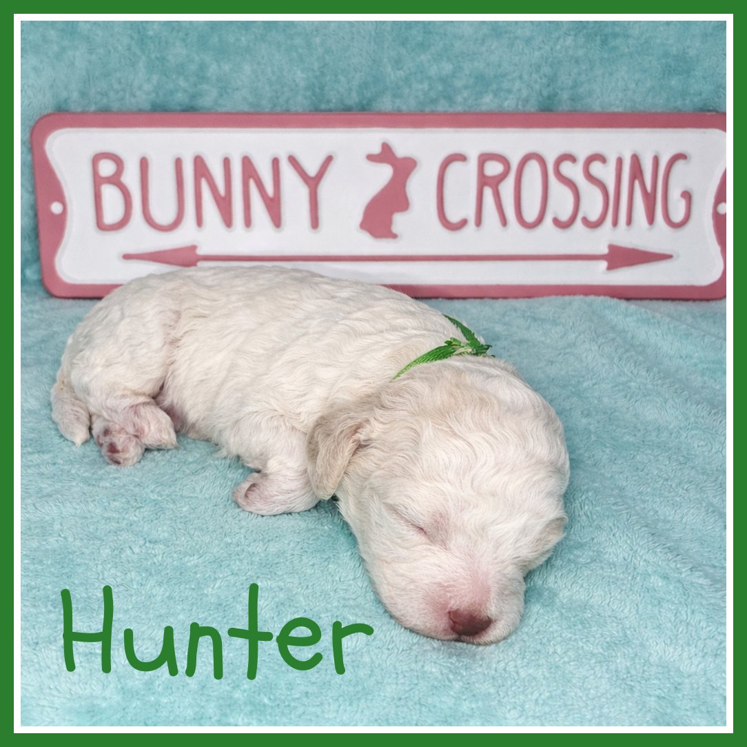 Hunter - Dark Green 2 weeks old.jpg