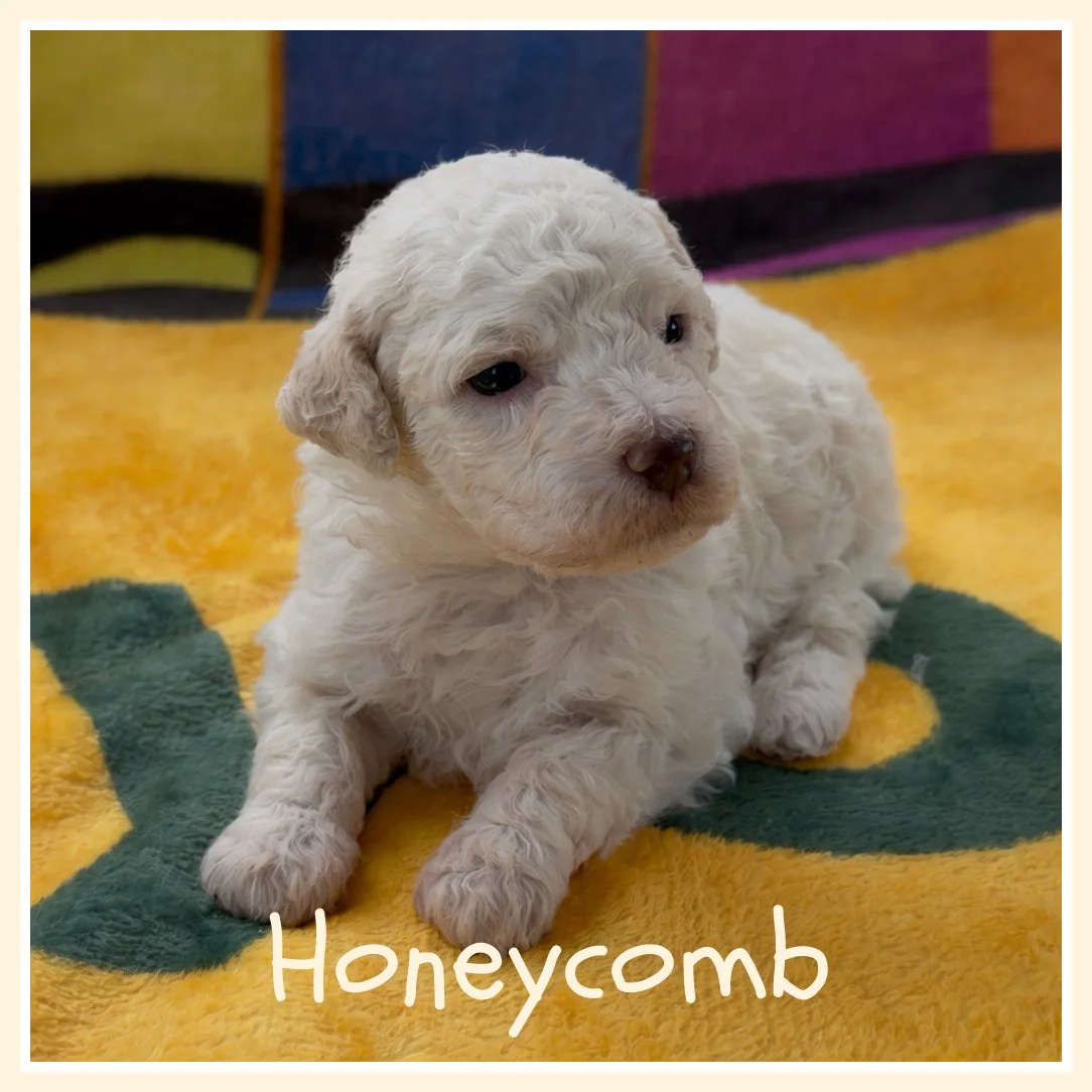 Honeycomb 3 weeks old.jpg