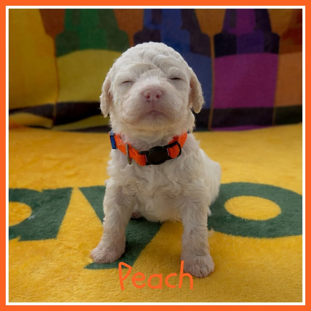 Peach 3 weeks old.jpg