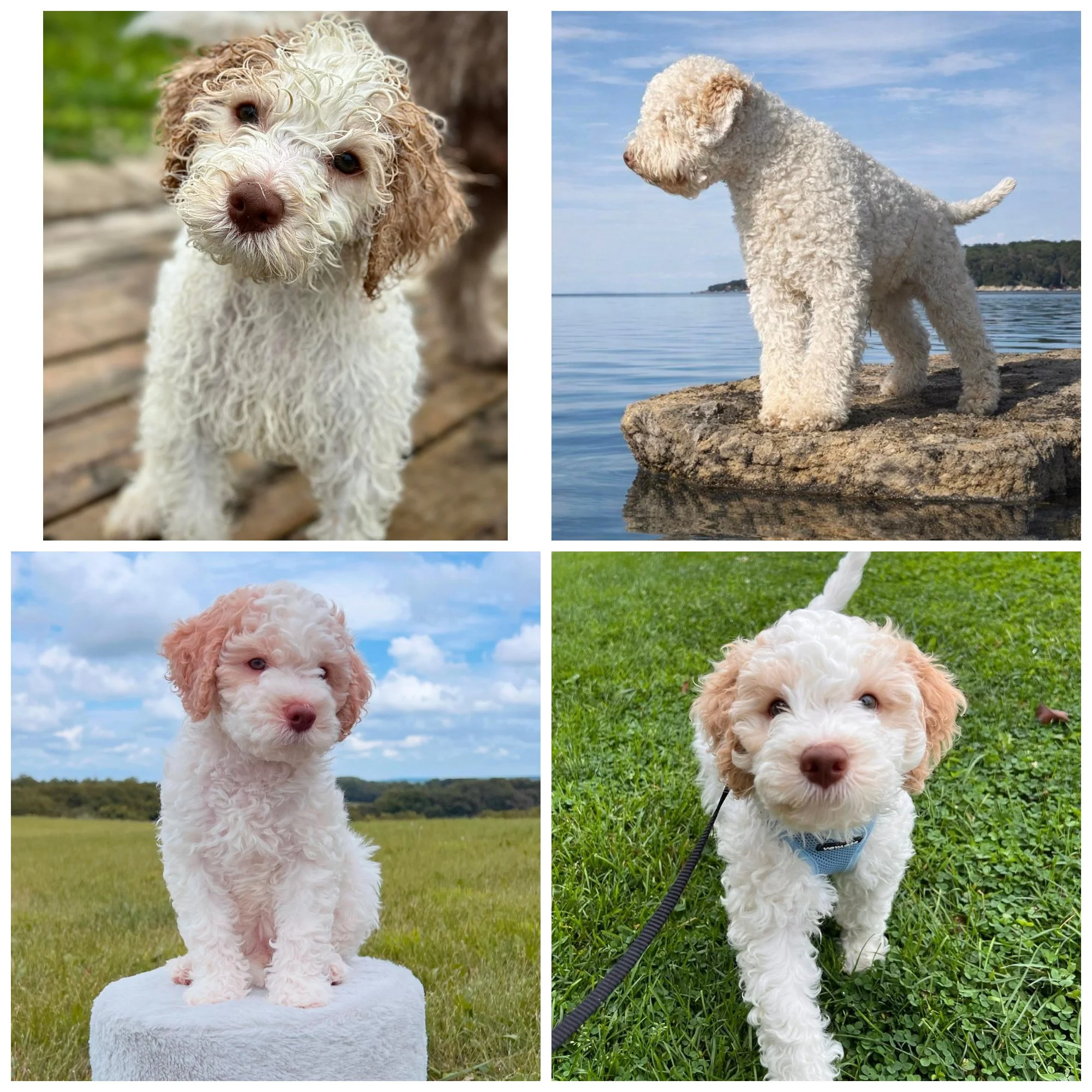 Male Lagotto Available.jpg