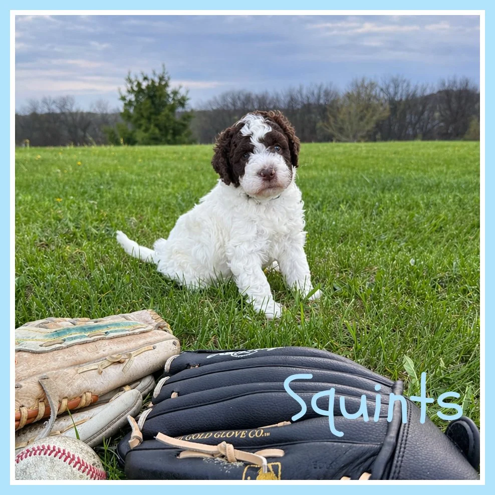 Squints 5 weeks old.jpg
