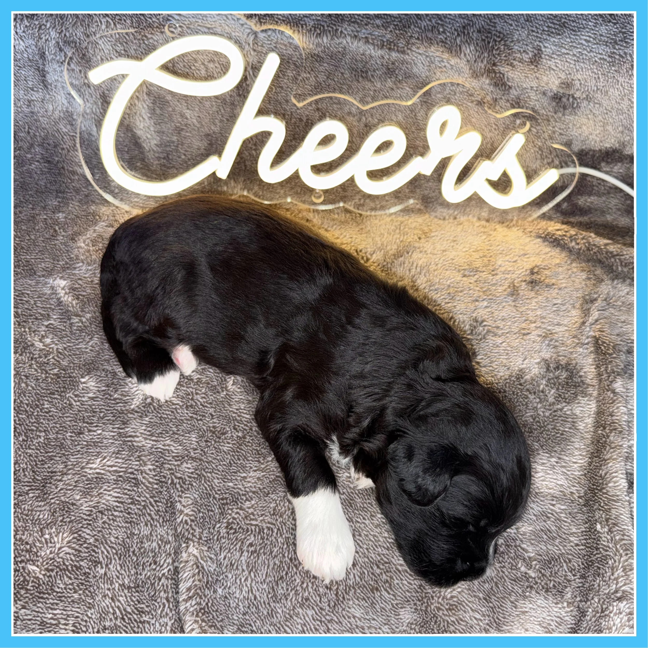 Amber 3-weeks old.jpg