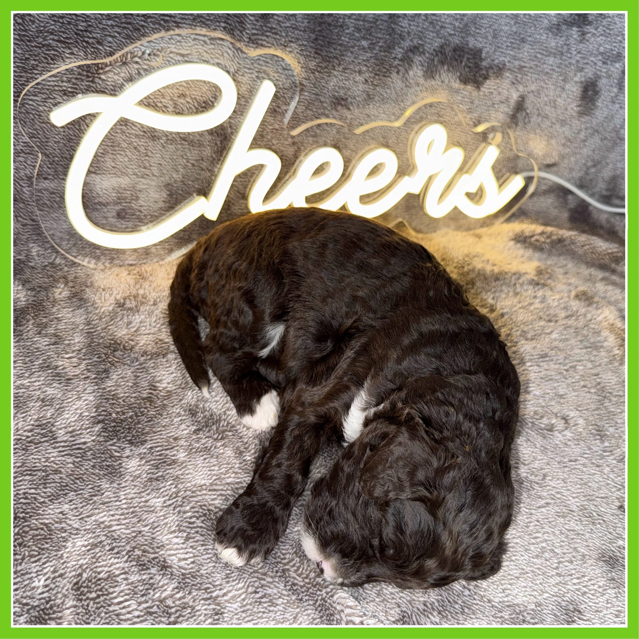 Barley 3-weeks old.jpg