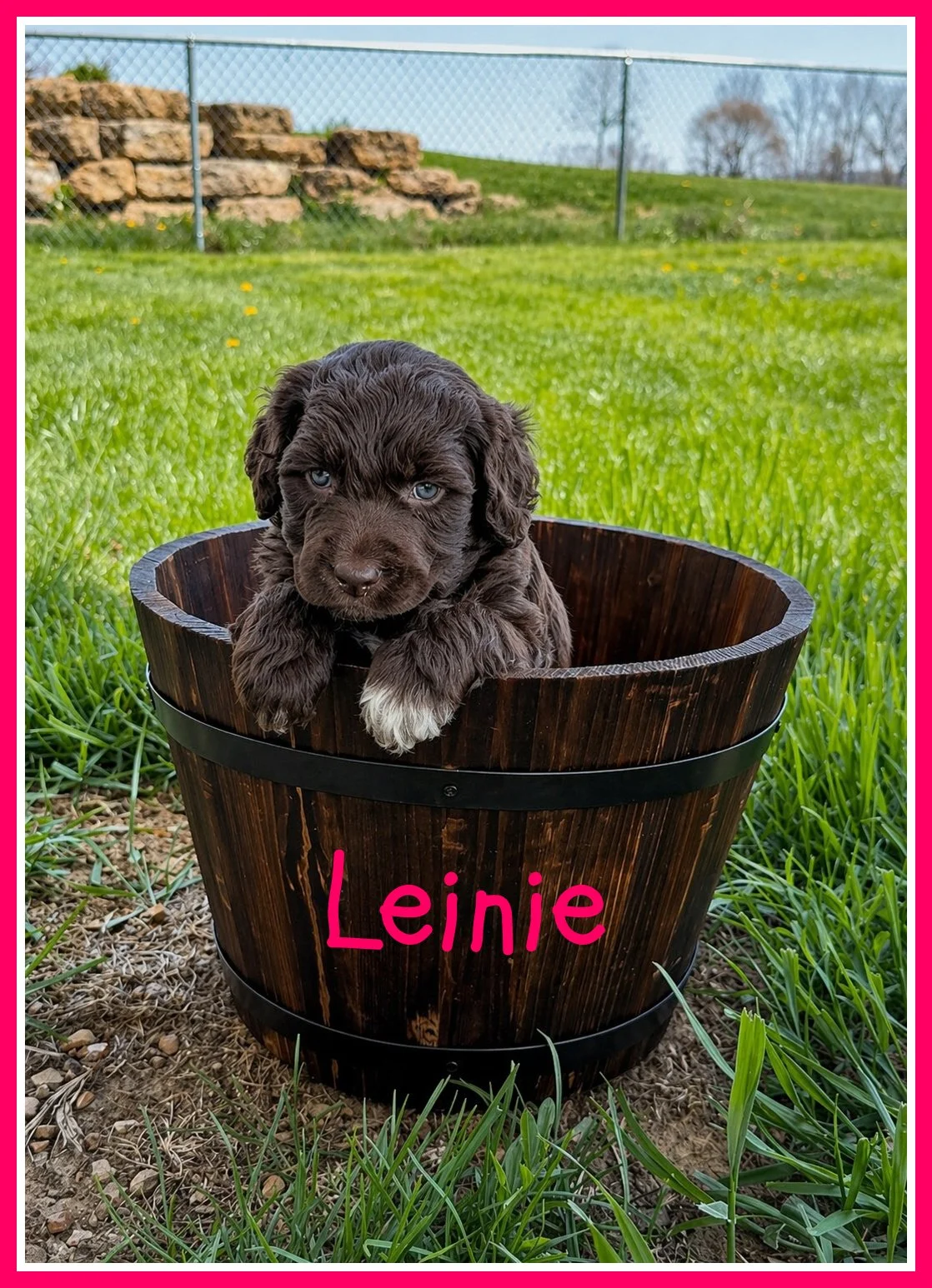 Leinie 5 weeks old.jpg
