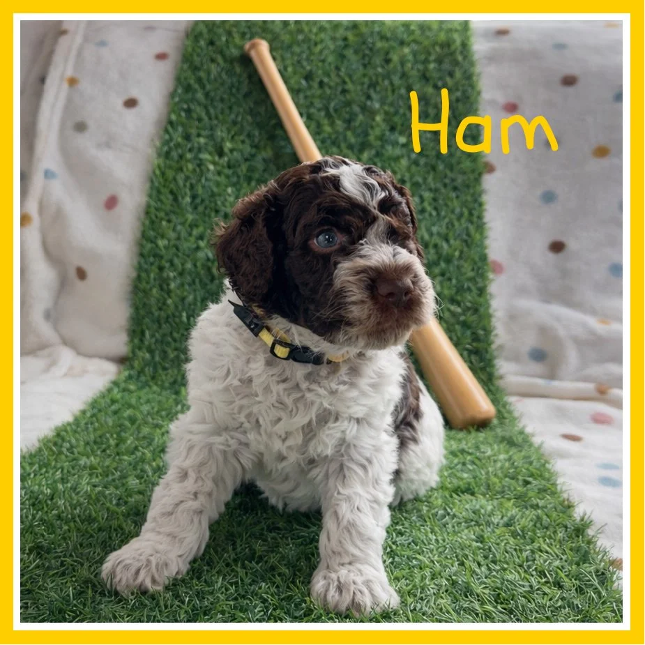 Ham 4 weeks old.jpg