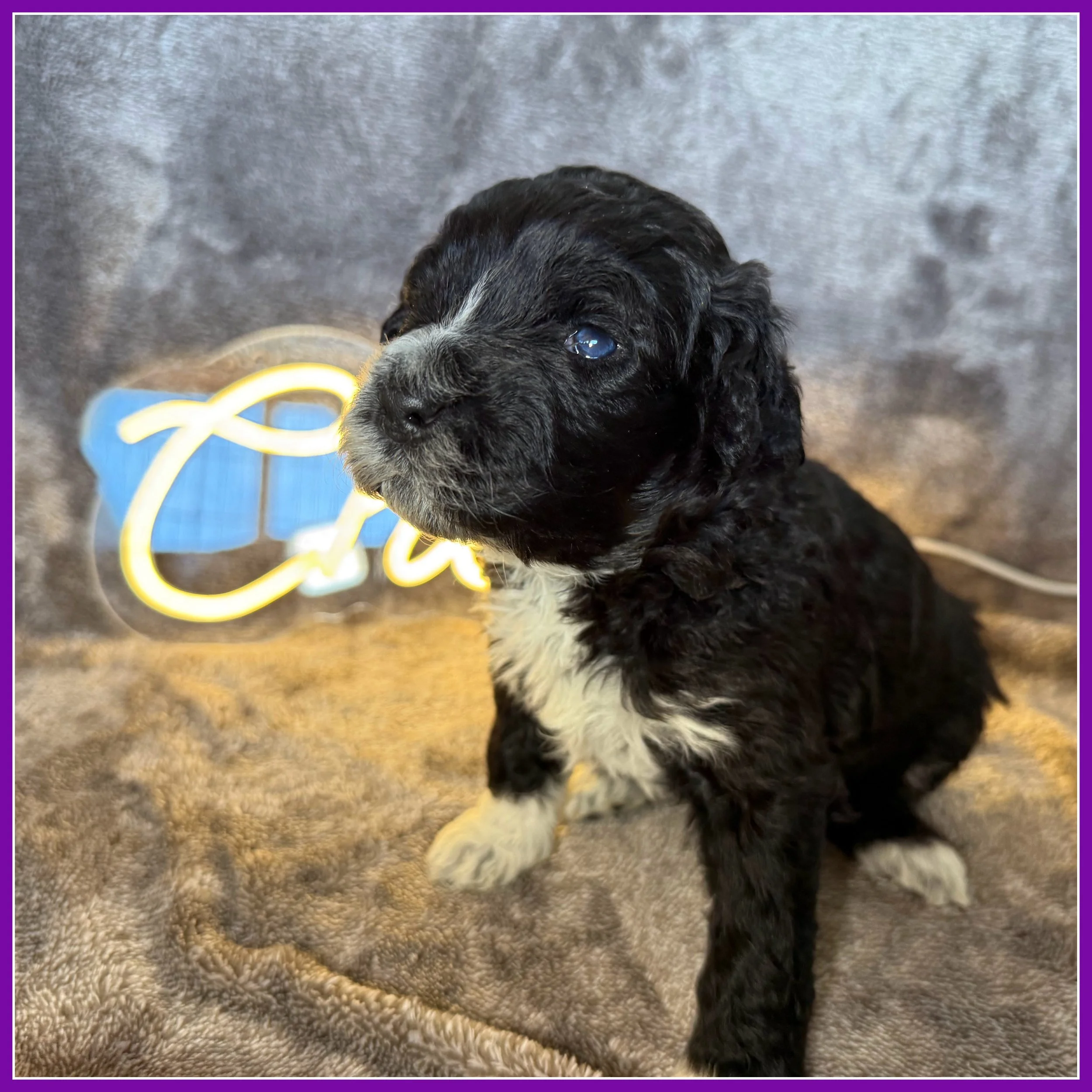 Guinness 3-weeks old.jpg