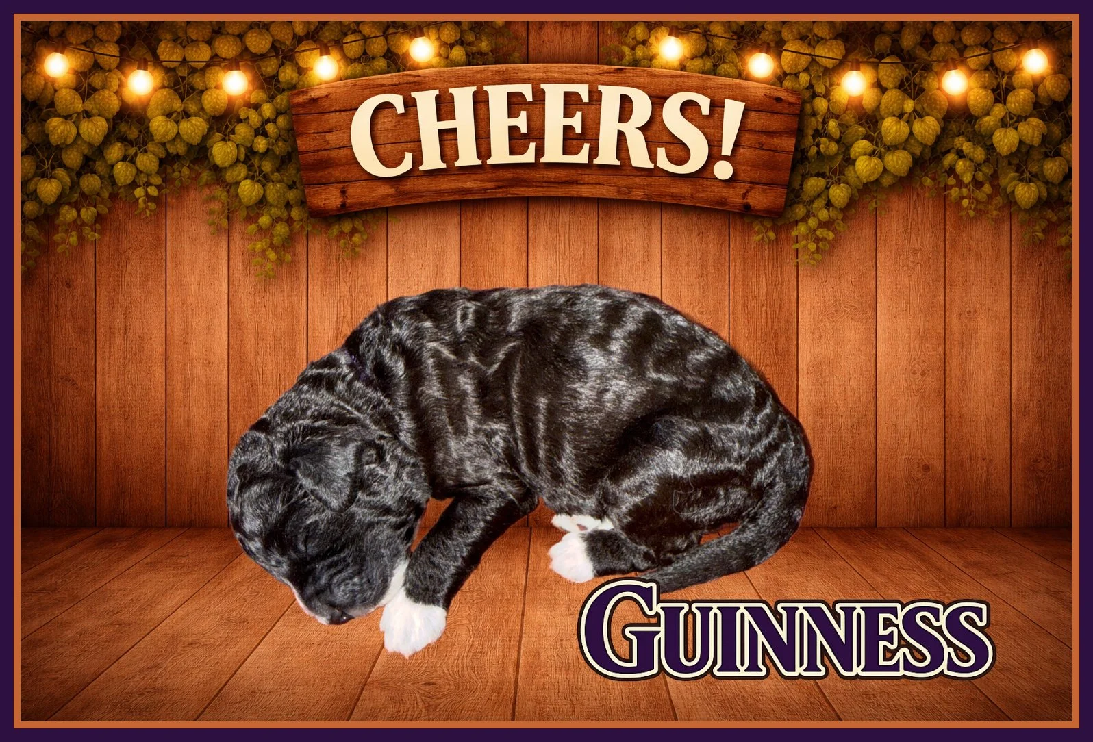 Guinness Purple Girl One Week Old.jpg