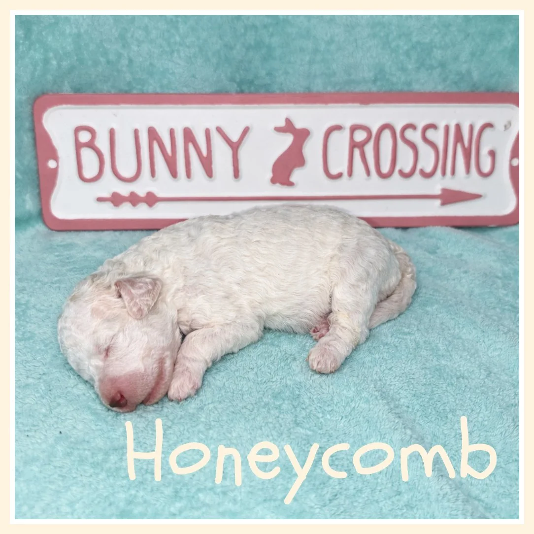 Honeycomb - Cream 2 weeks old.jpg