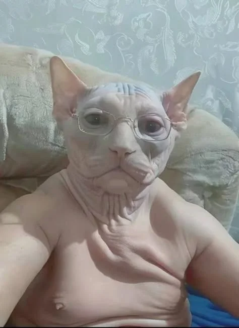 A hairless Sphynx cat wearing glasses, sitting on a couch