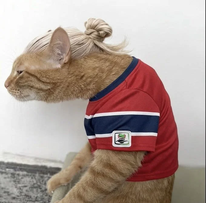 A cat with the body of a human, wearing a red sports jersey with white and blue stripes, sitting on a surface against a plain white wall.