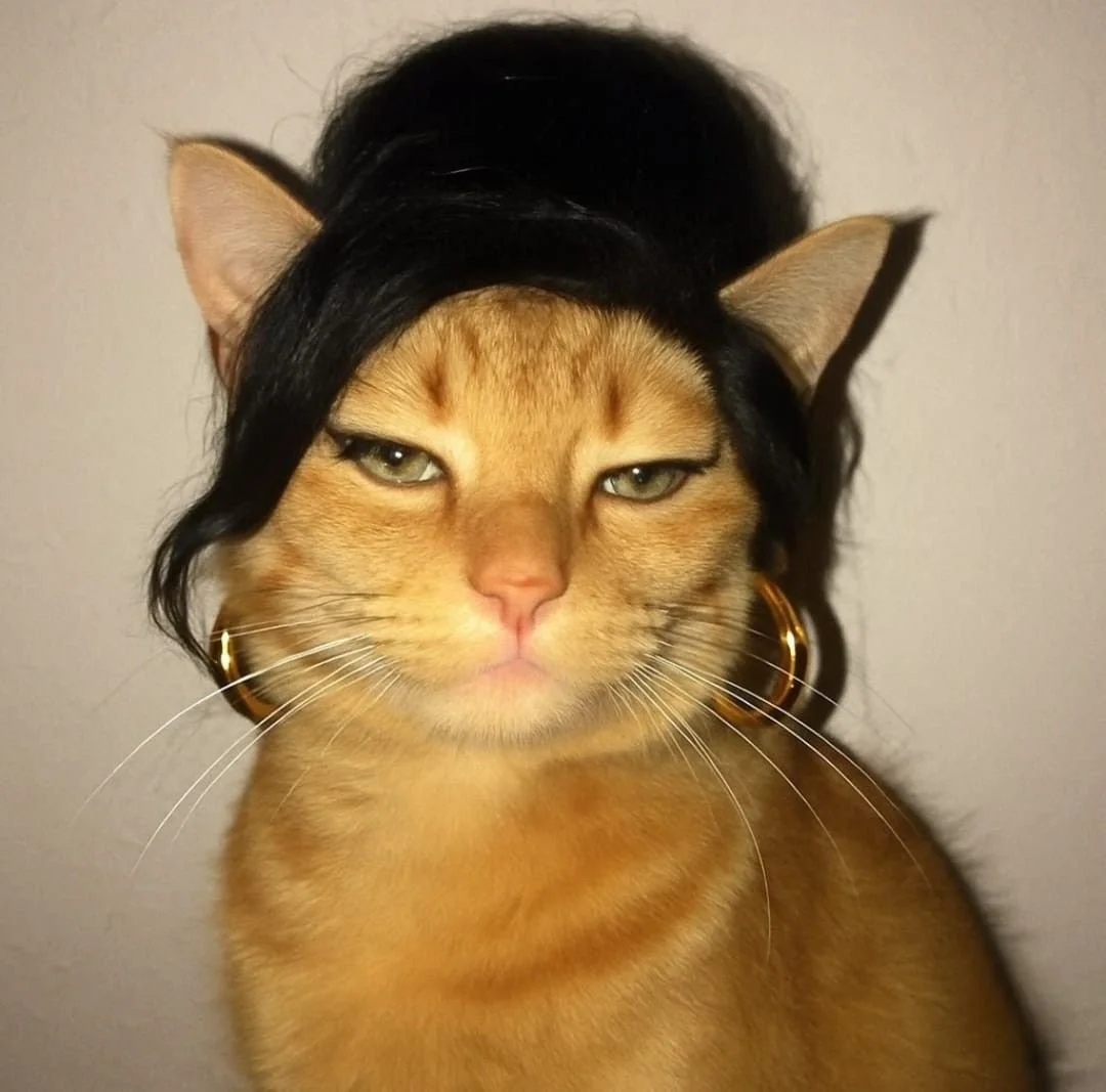 A cat with a serious expression, wearing a black wig with long hair and gold hoop earrings.