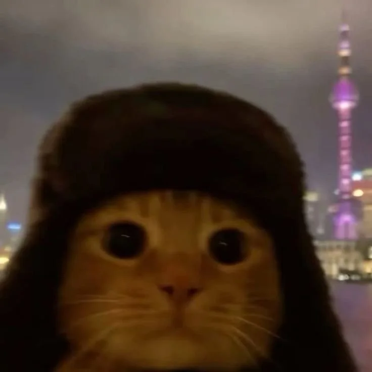Close-up of a cat wearing a black winter hat with ear flaps, with city lights and a tall lit-up building in the background.