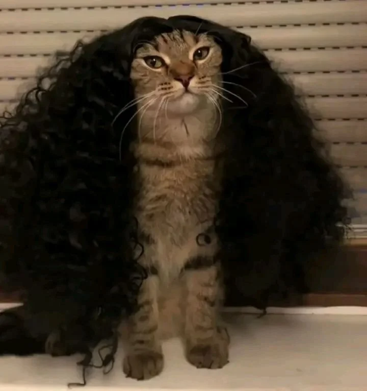 A tabby cat with long, curly black hair around its head, resembling human hair.