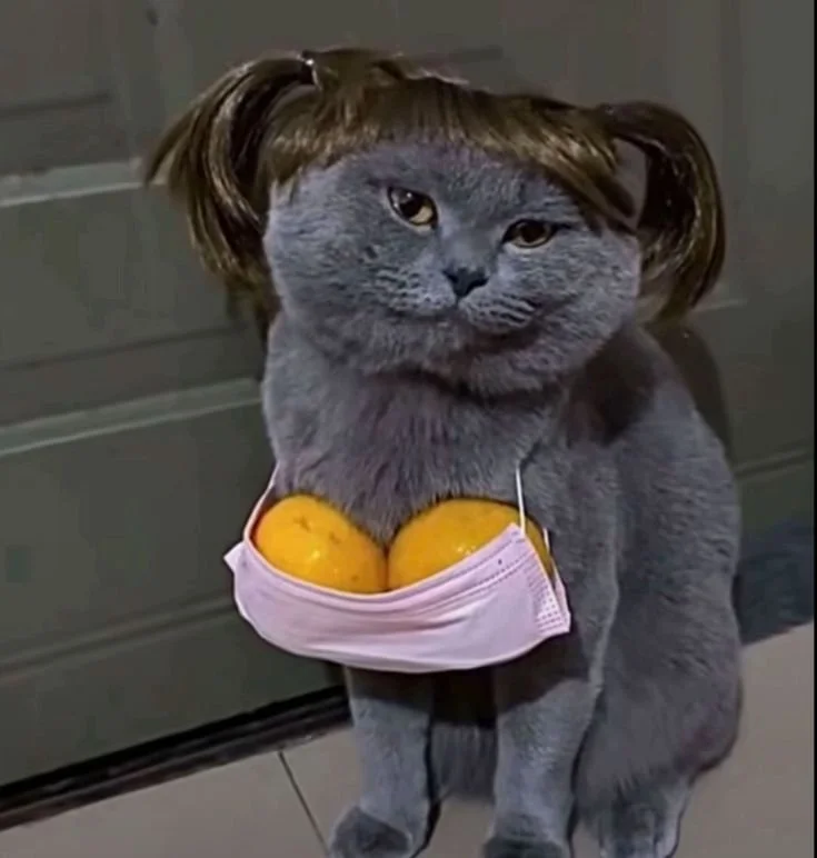 A gray cat with a humorous human-like hairstyle and a facial expression hanging on its face, wearing a surgical mask that holds two yellow mangoes. The background shows a gray garage door.
