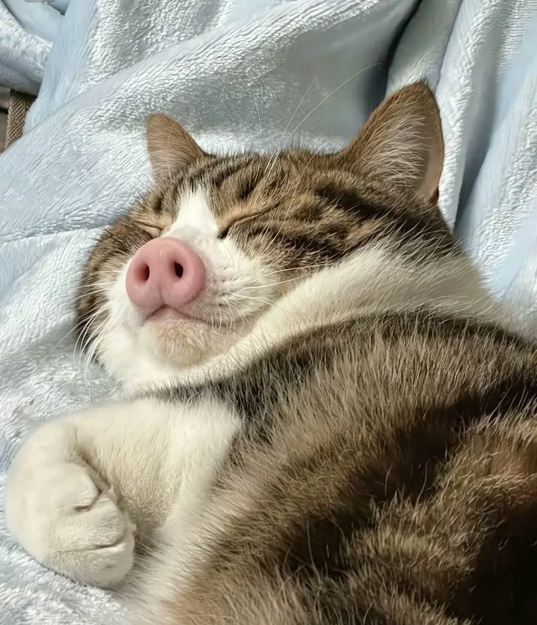 A sleeping tabby cat with closed eyes, pink nose, and white paws, lying on a shiny, silvery fabric.