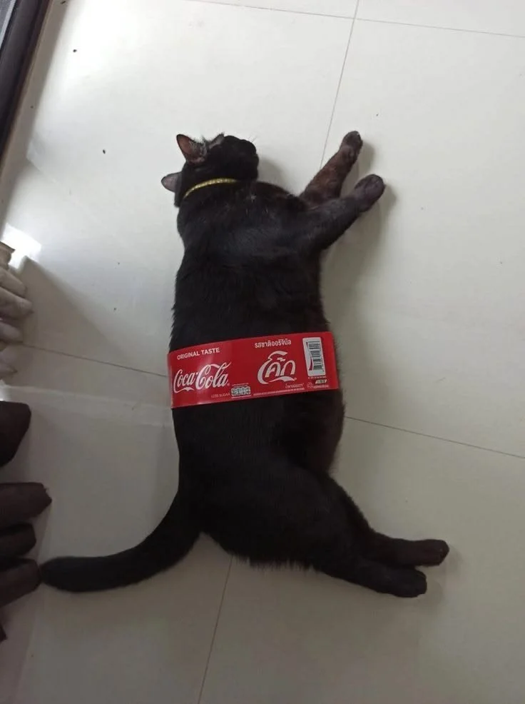 Black cat lying on a tiled floor, wearing a Coca-Cola can around its body like a belt.