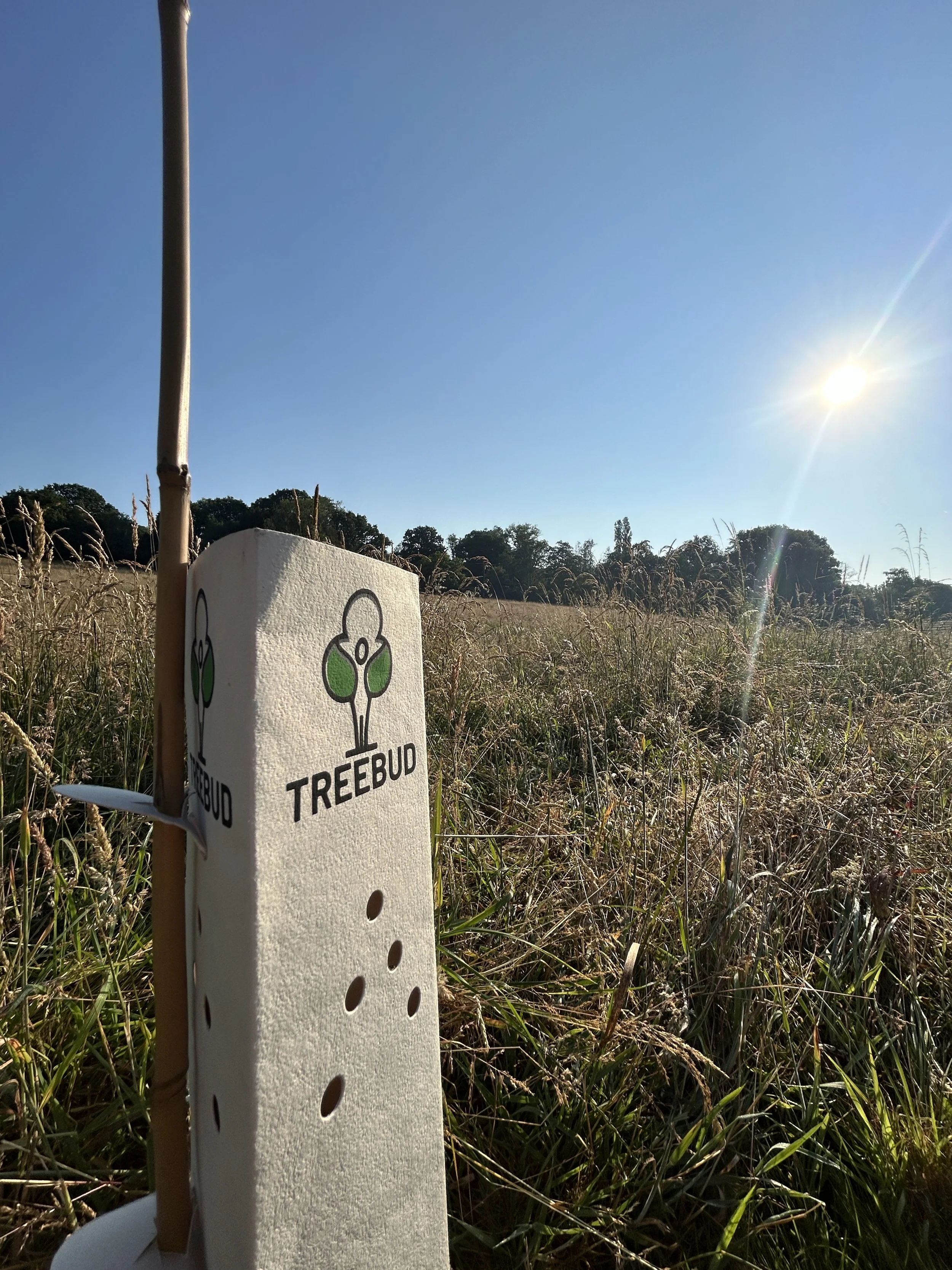 A small tree planting marker labeled 'Treebud' with a stick in a grassy field under a clear blue sky during sunset or sunrise.