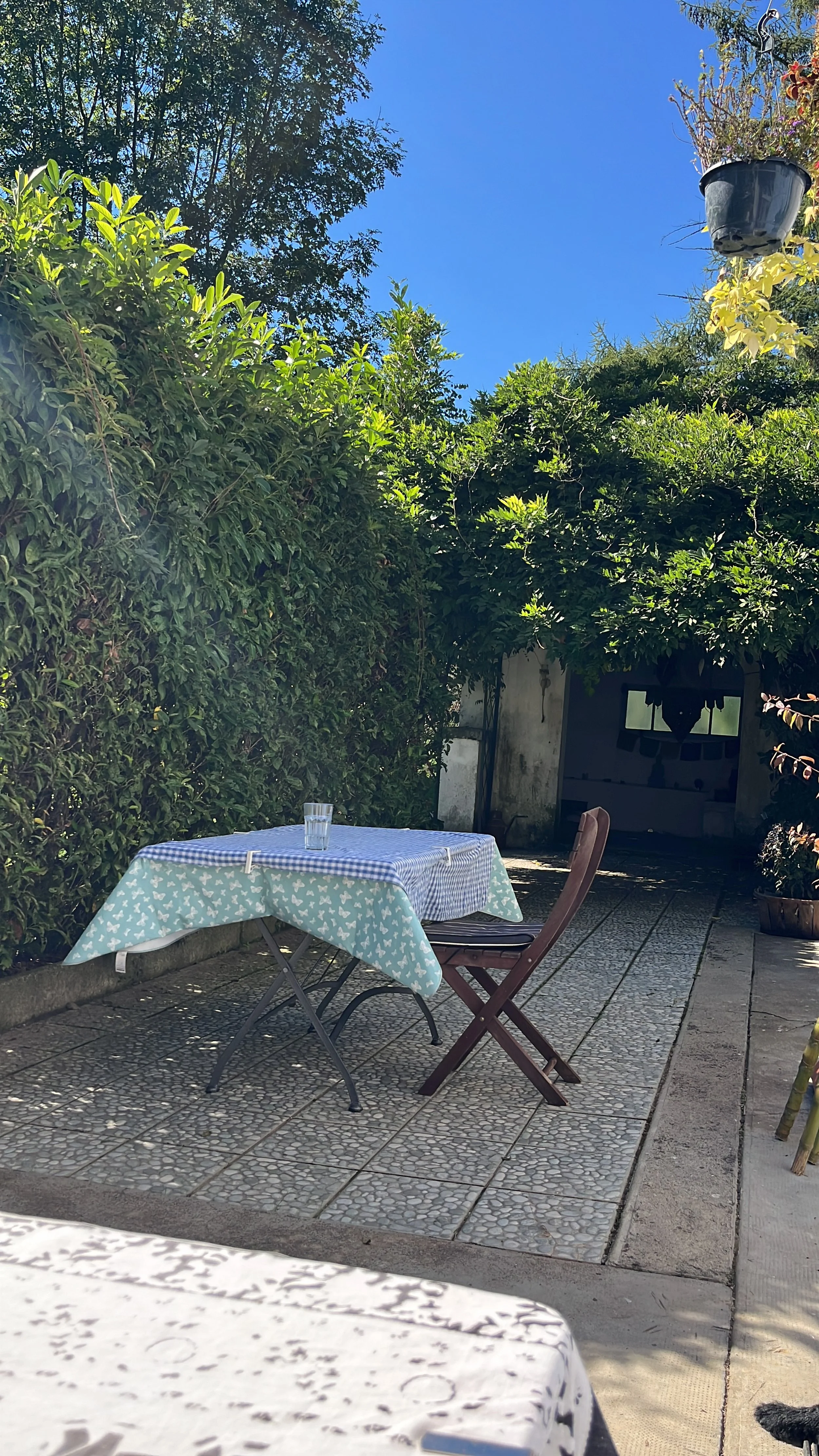 Table and Wysteria.JPG