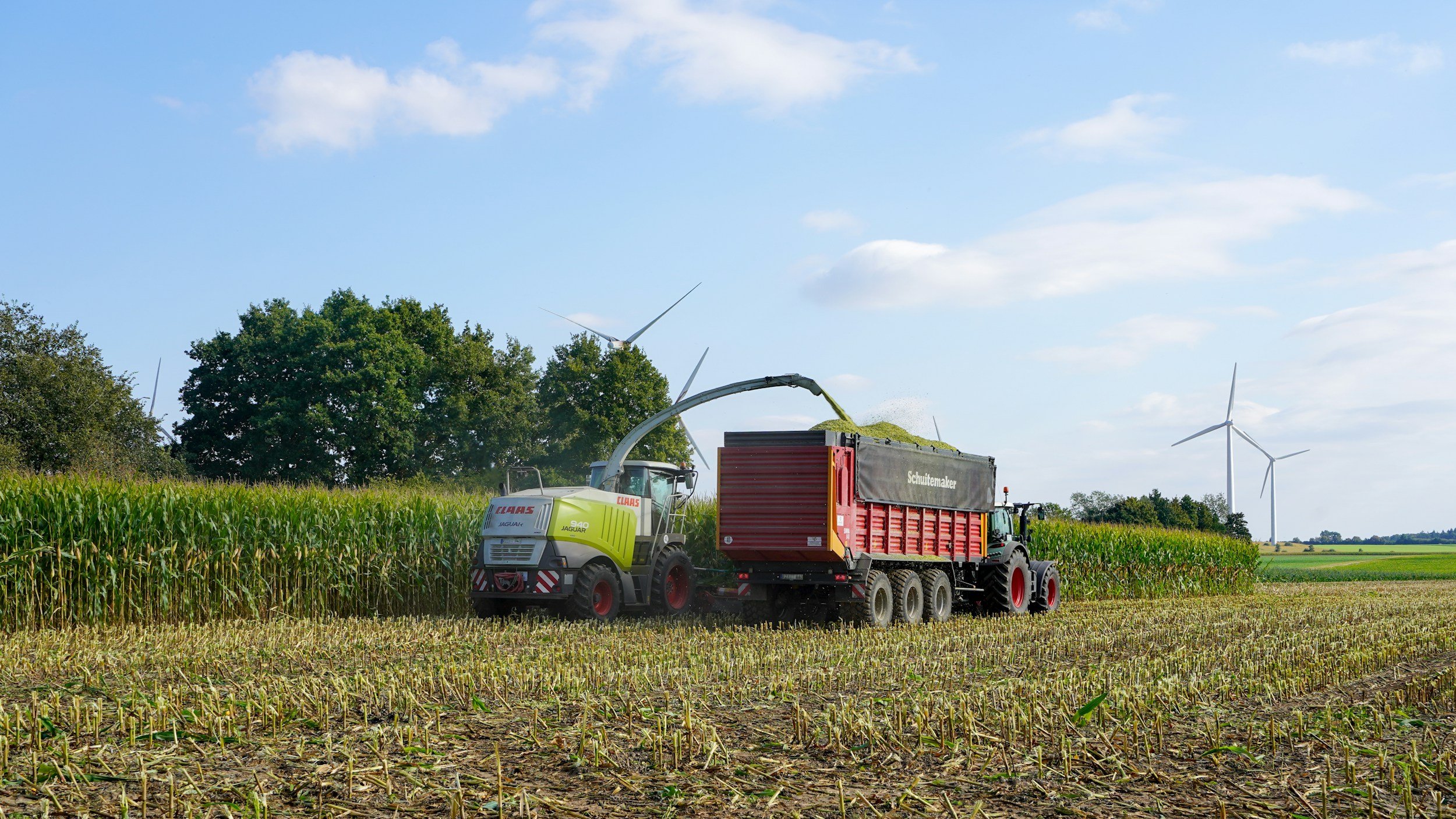 A tractor is harvesting corn in a field with wind turbines in the background and a blue sky with some clouds.
