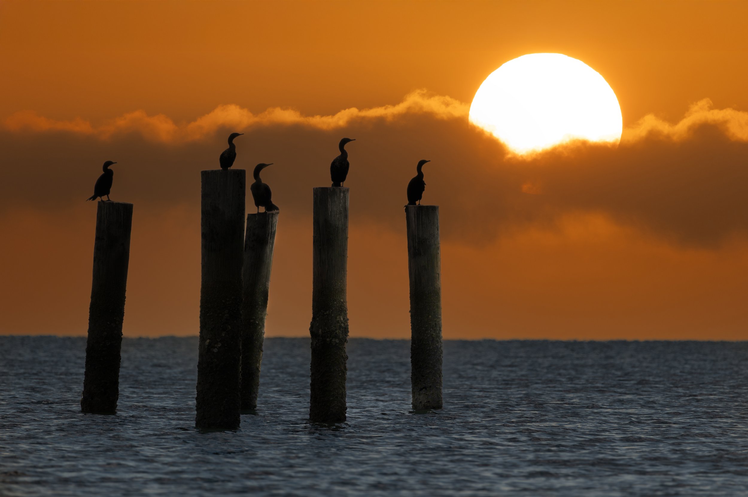 Naples 5 birds 6.jpg
