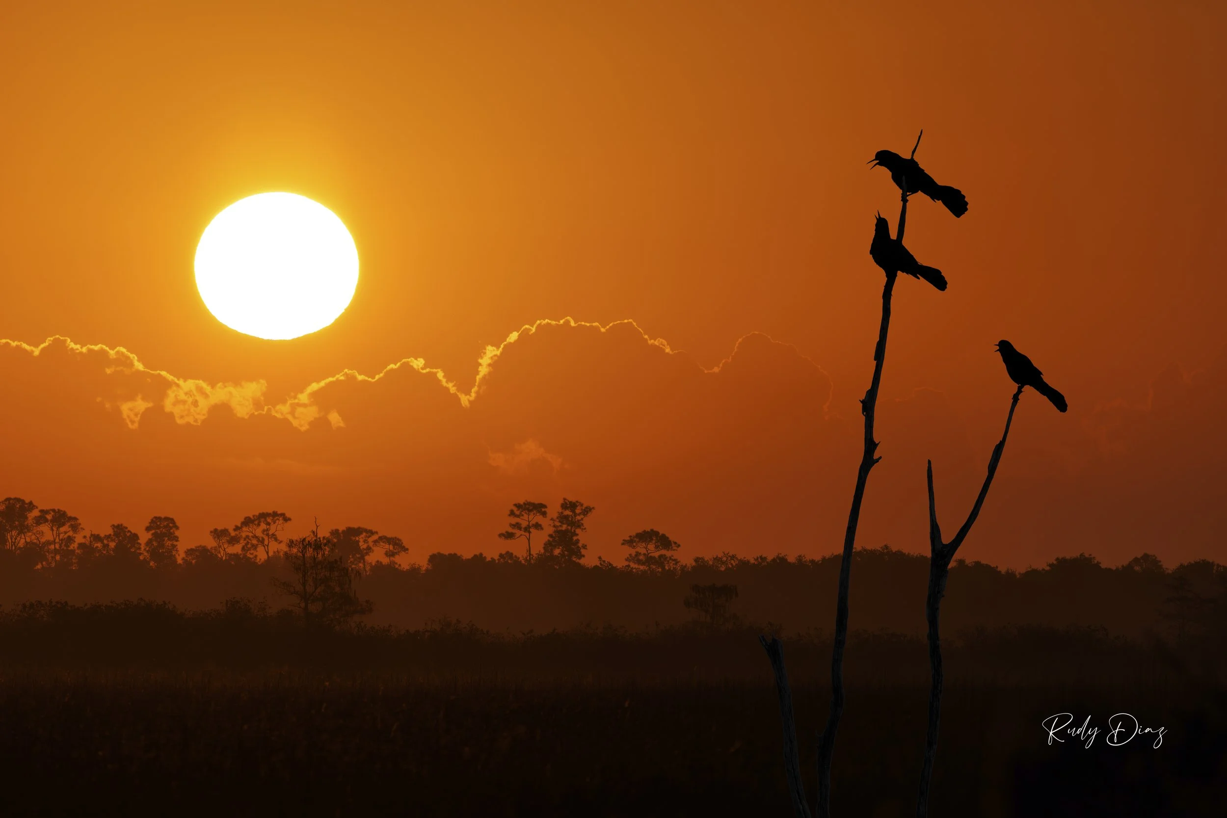 Composite Sunrise and Birds.JPG