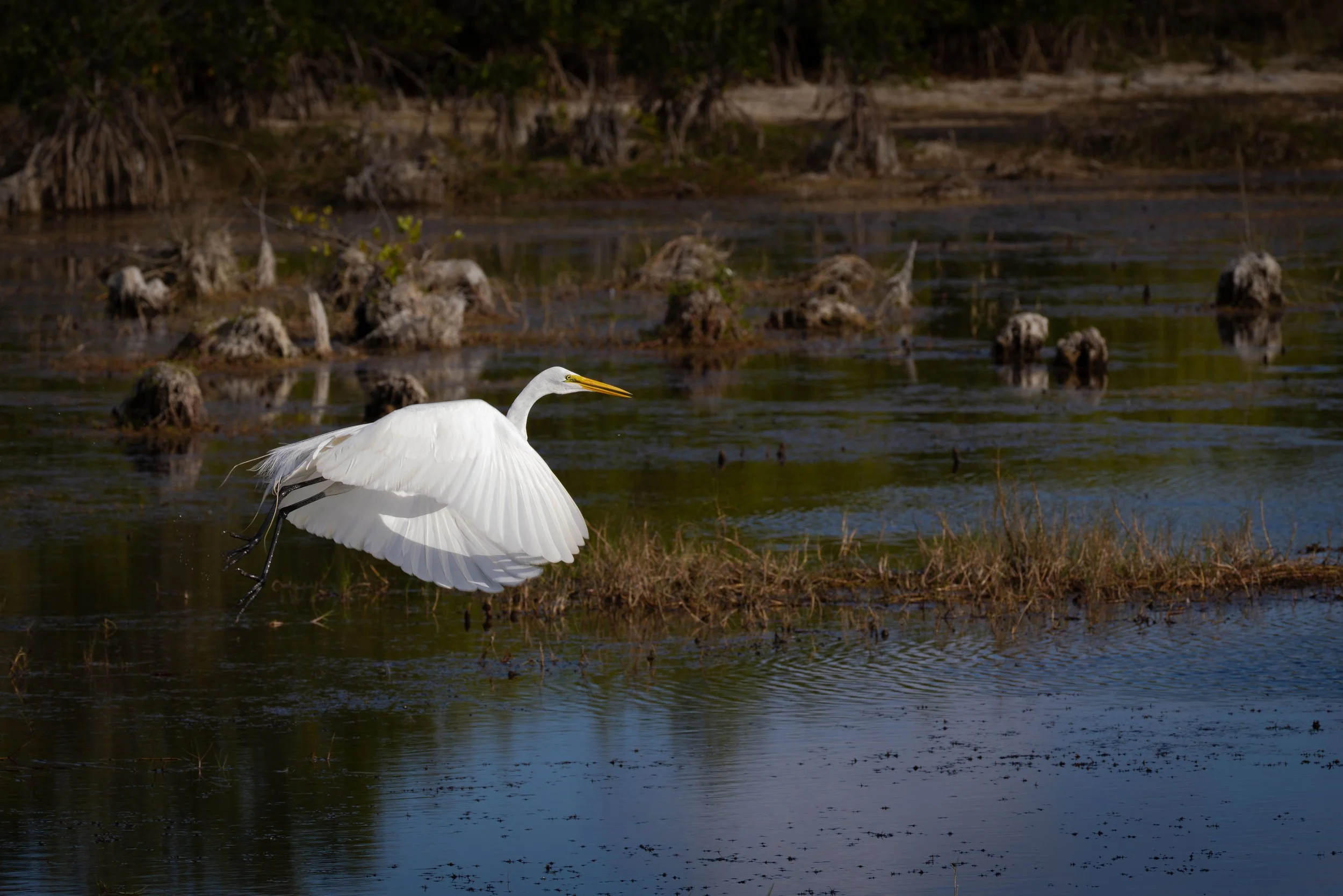 Egret in flight use final7I1A0941 web.jpg