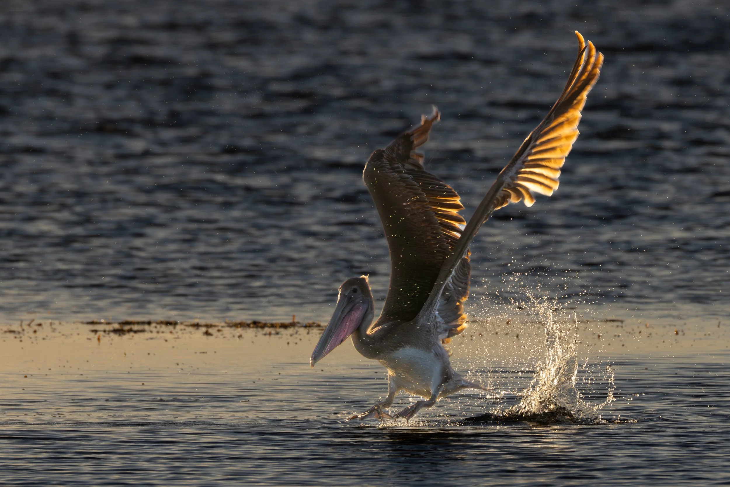 Pelican PS 2 jpg.jpg