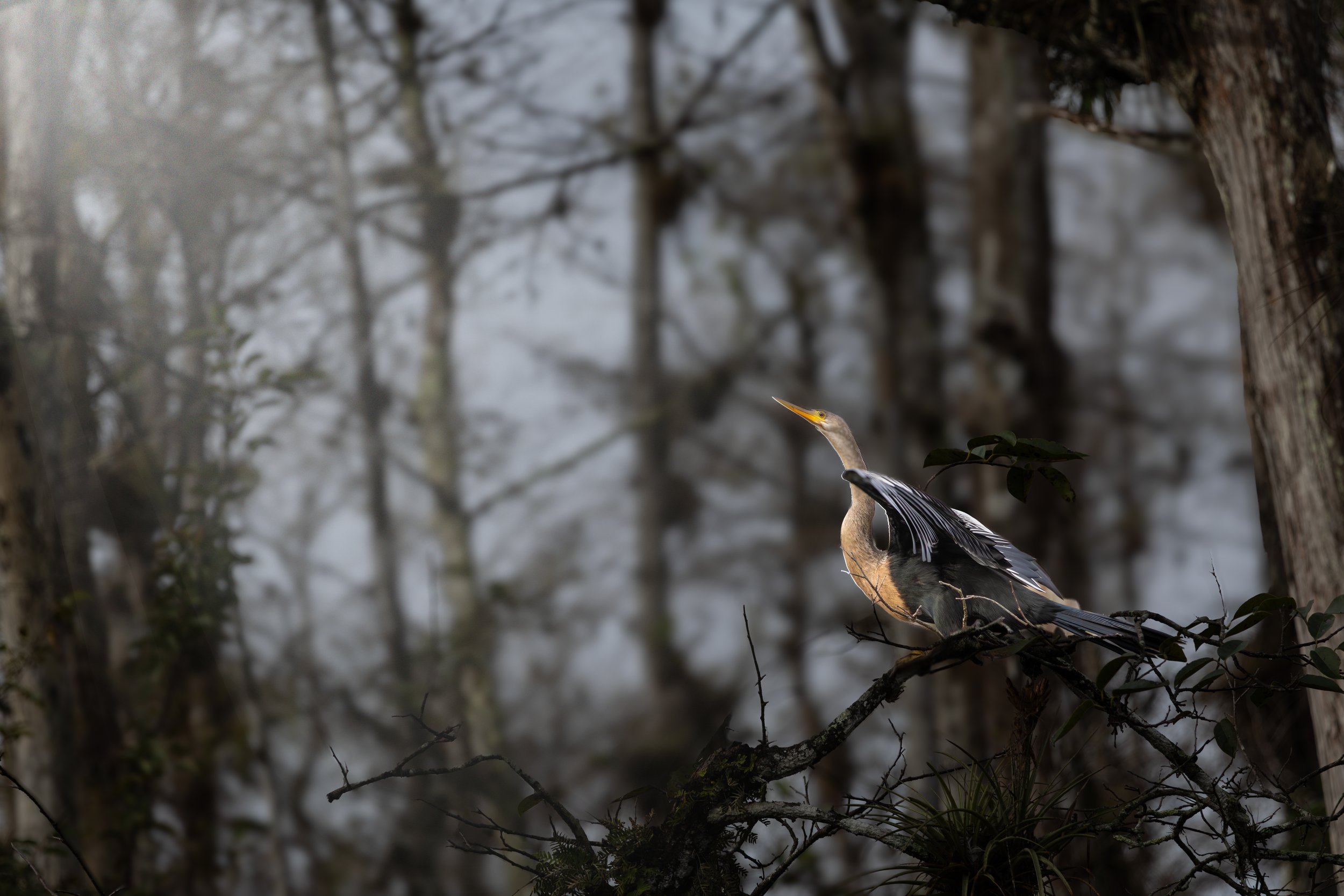 Anihings into light web.jpg