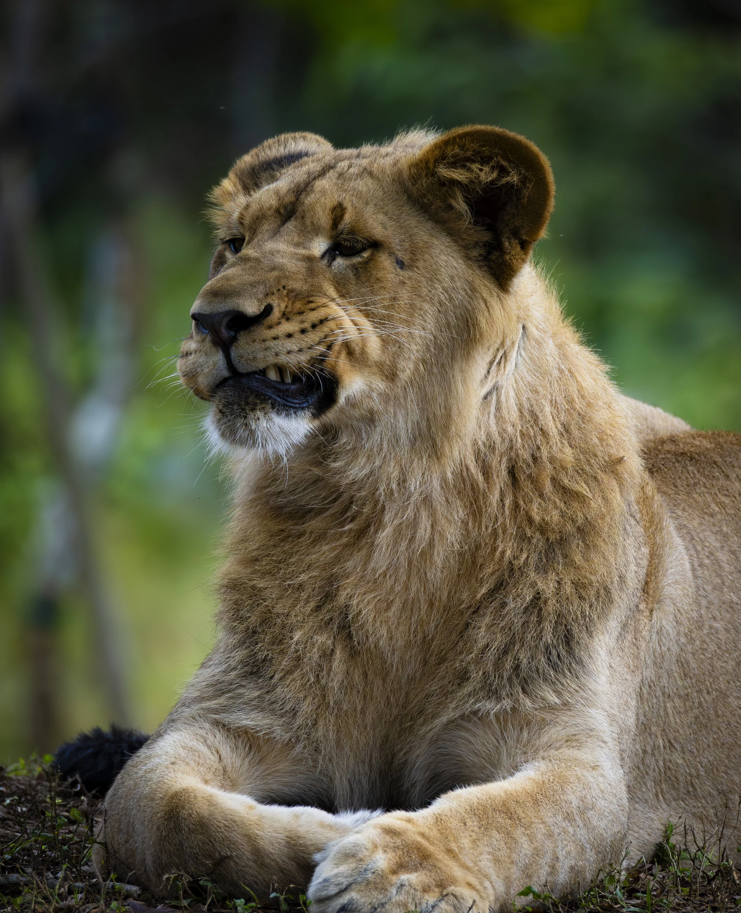 Lioness jpg.jpg