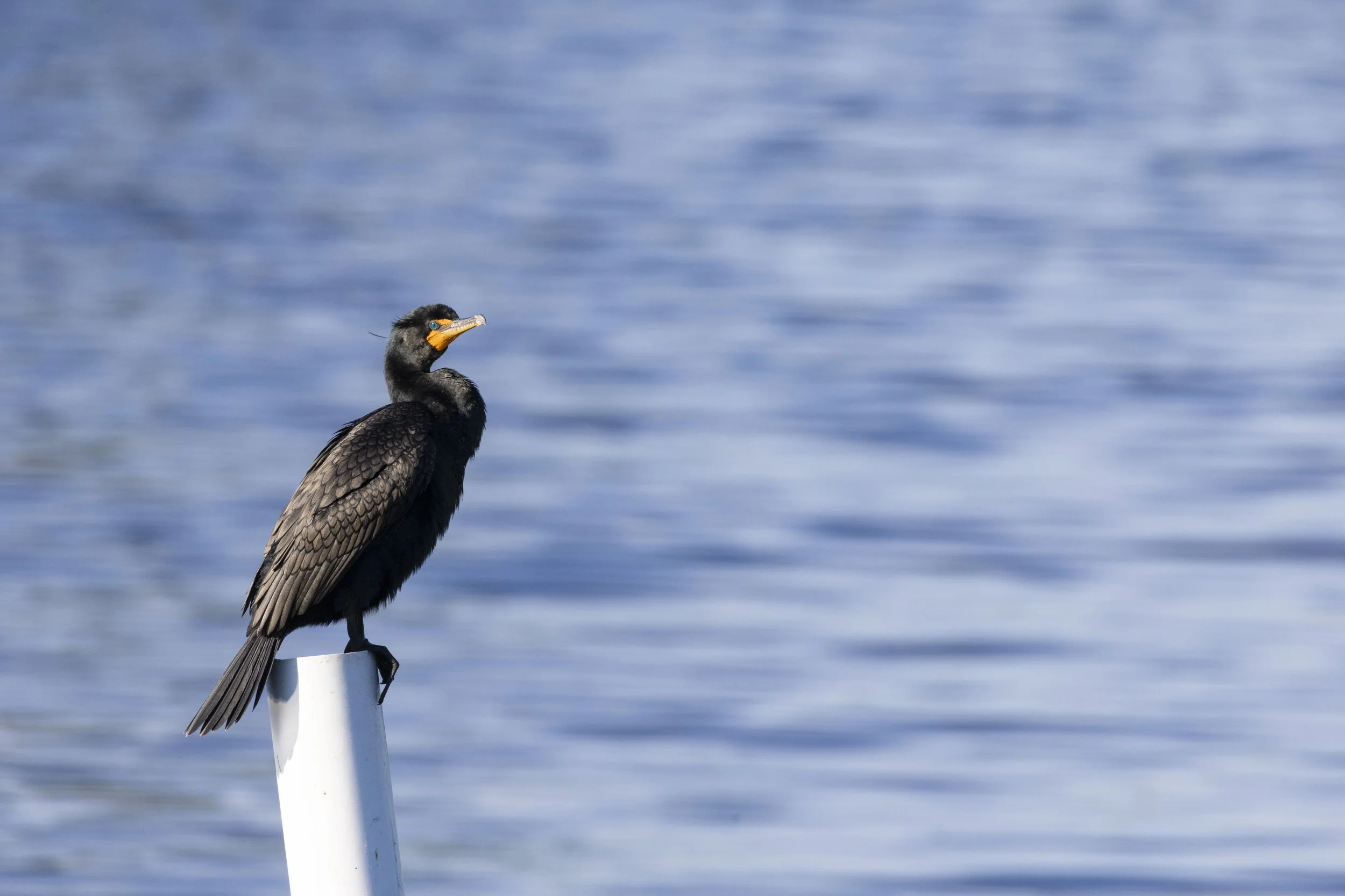 Black Anhinga web.JPG