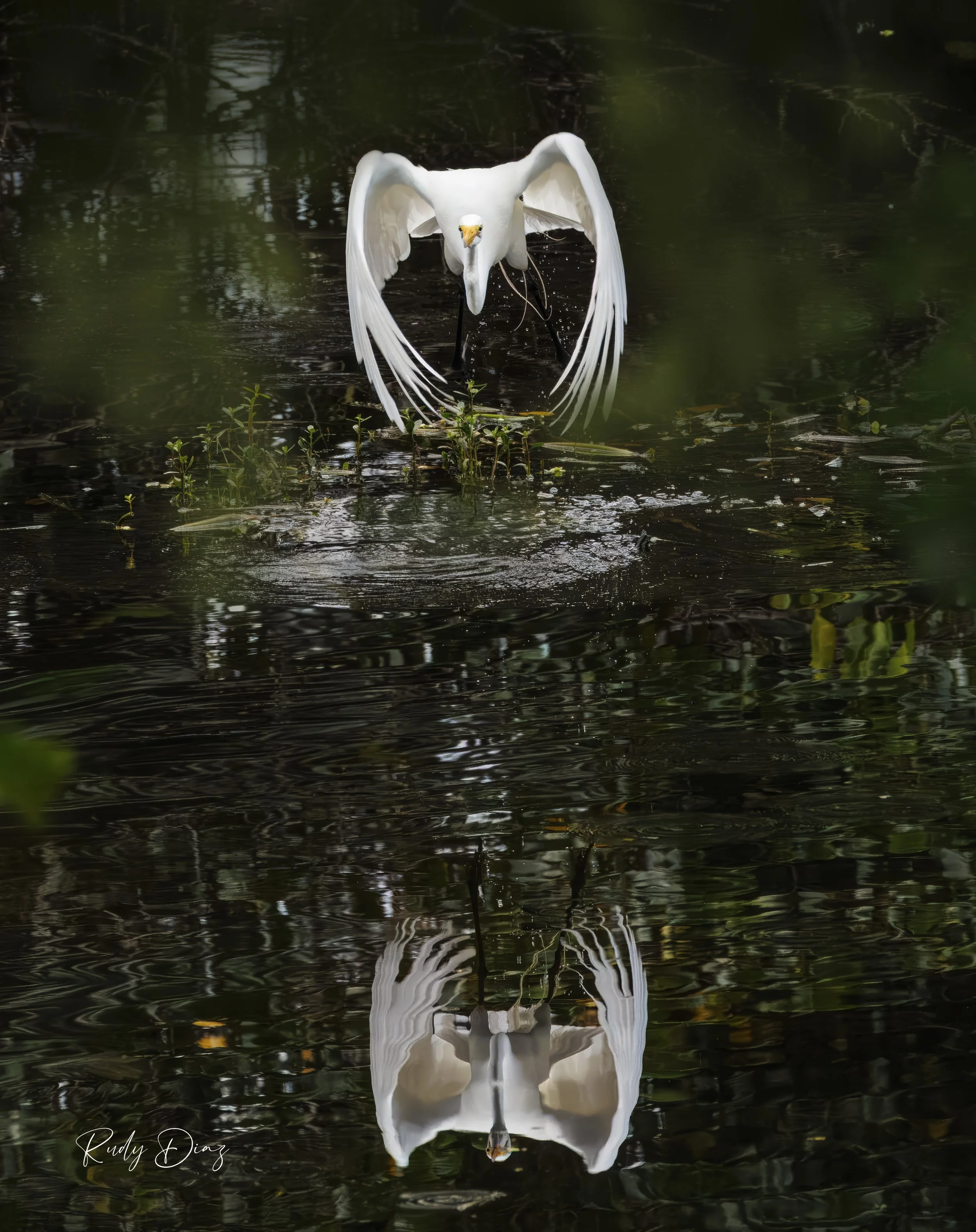 Egret White Flying Towards me .JPG