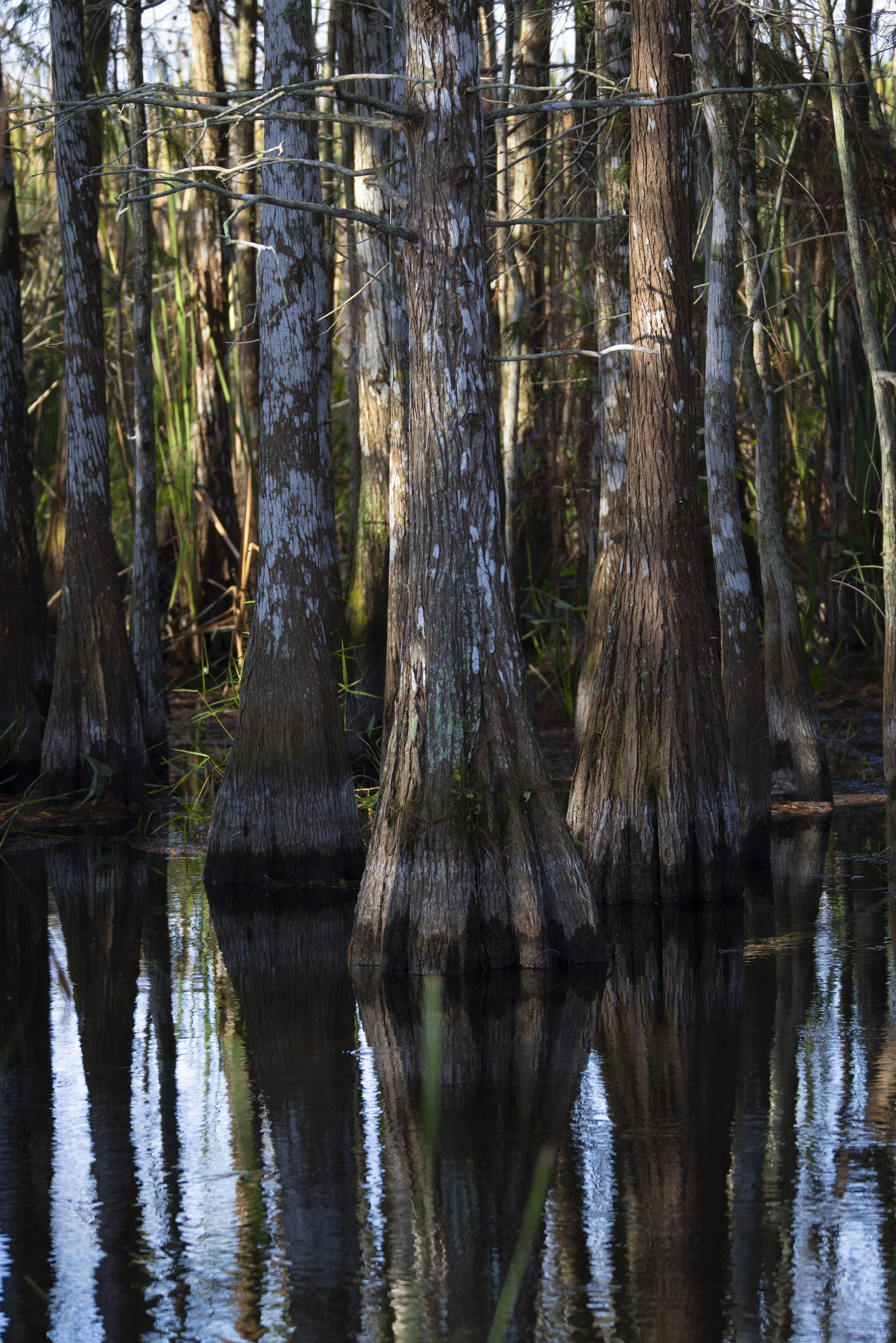 Everglades Cyprus.JPG