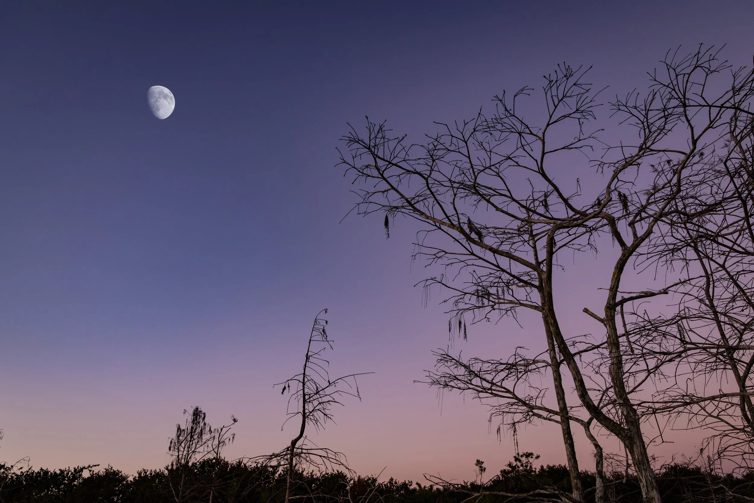 7I1A3382 moon and trees 2 web.jpg