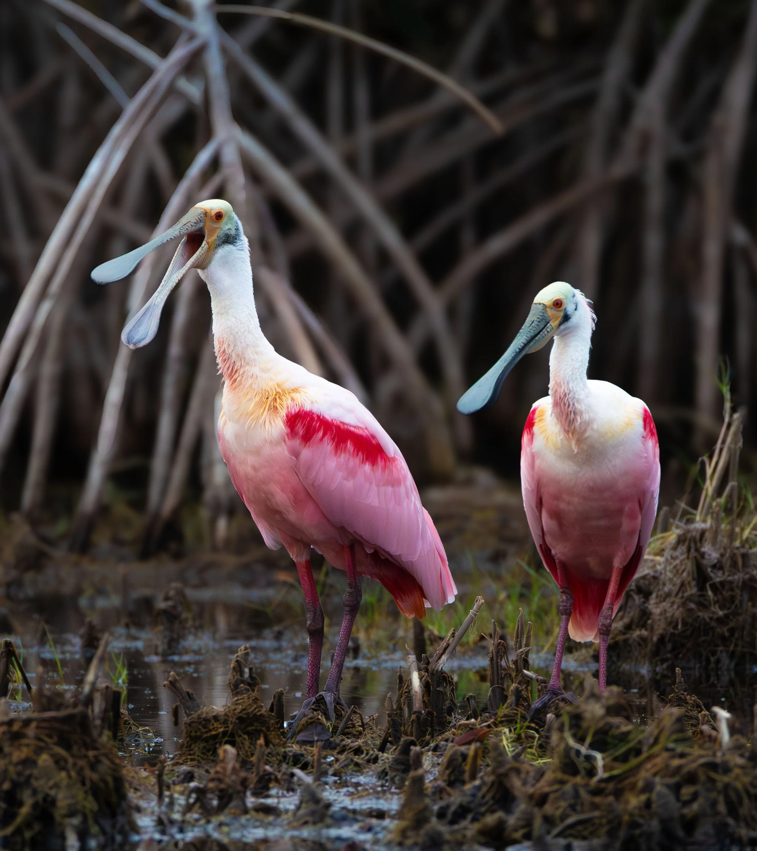 7I1A9037 spoonbill ps jpeg web.jpg