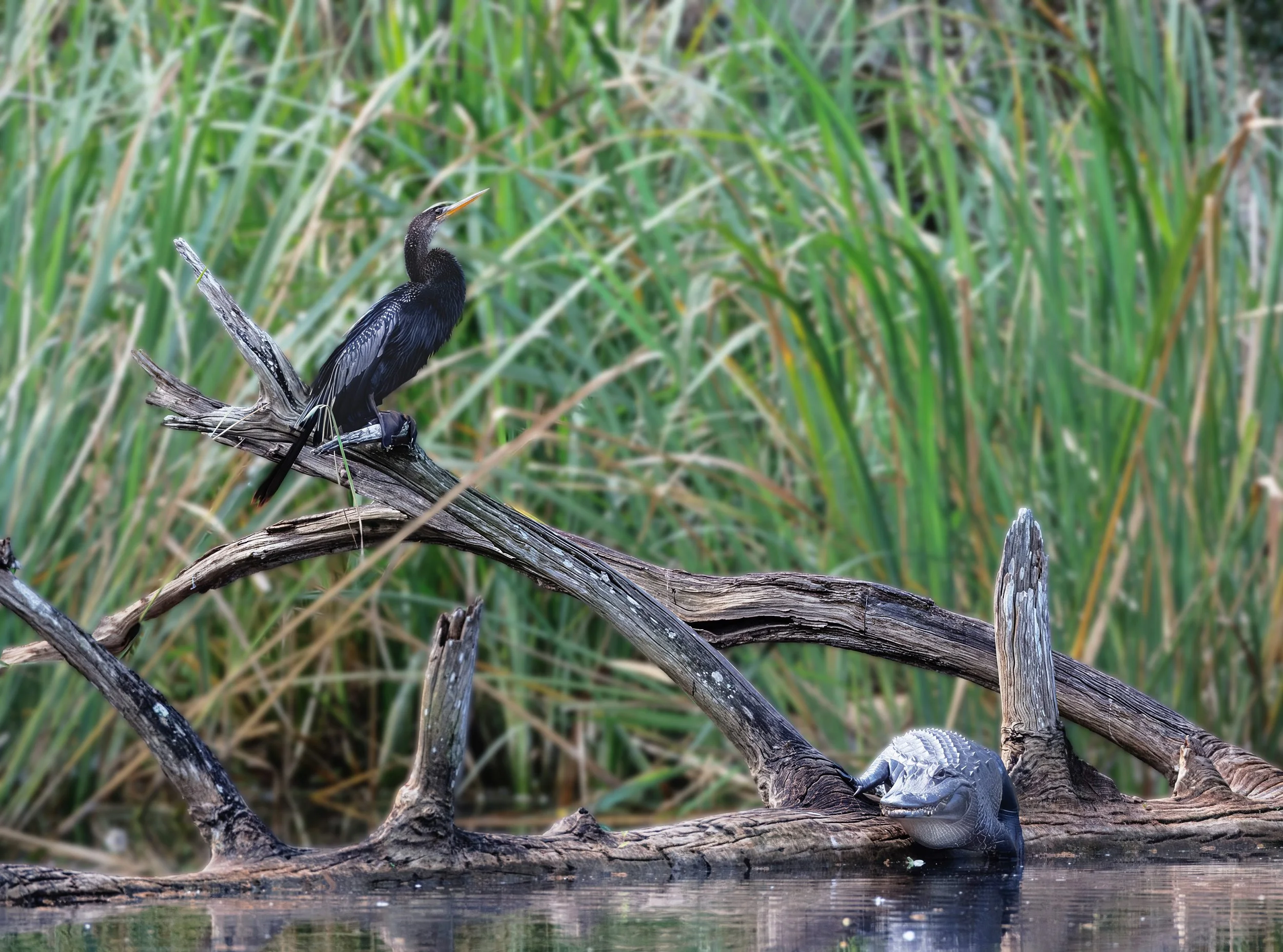 Bird and Alligator PSD Final 1 jpg brighter.jpg