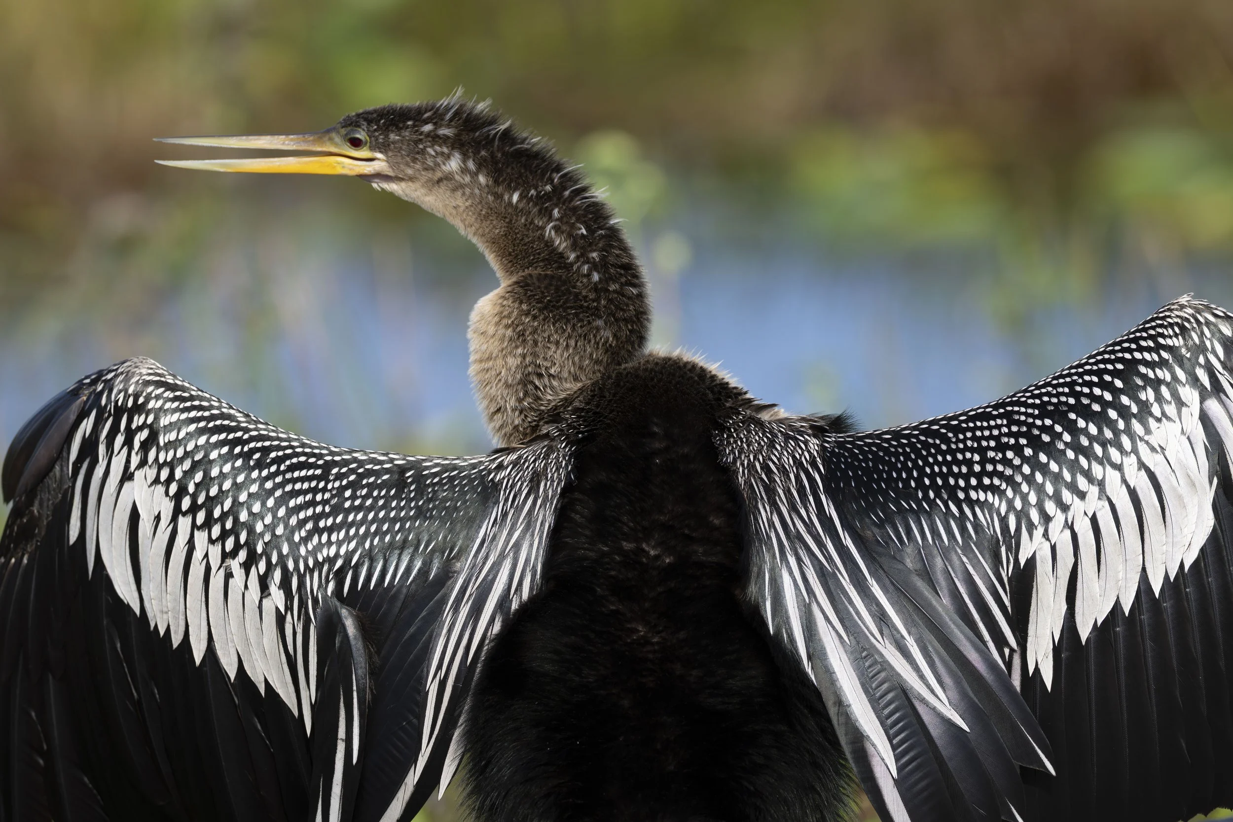 Anhinga Spread web_1.JPG
