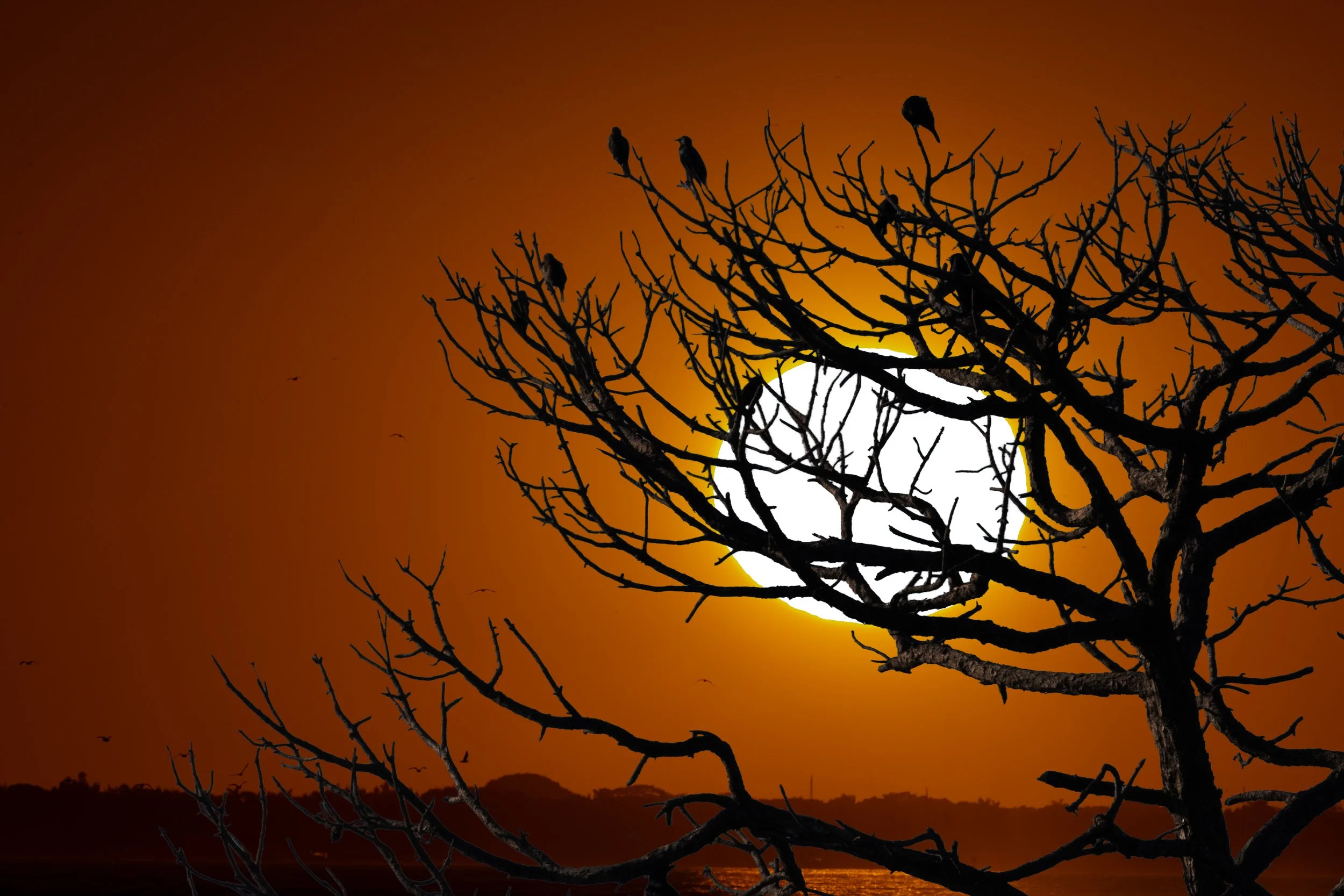 Composite loxa and Rickenbacher.jpg